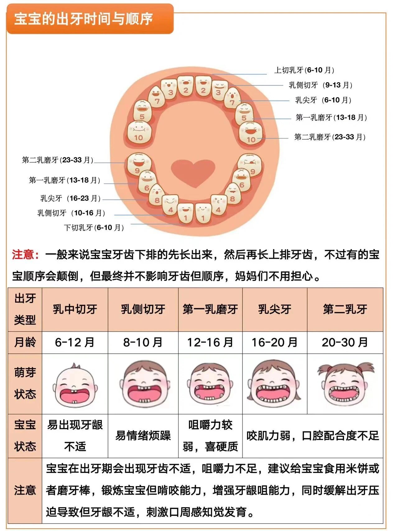 90宝宝出牙顺序详解图6015快帮宝宝收藏  宝宝出牙期