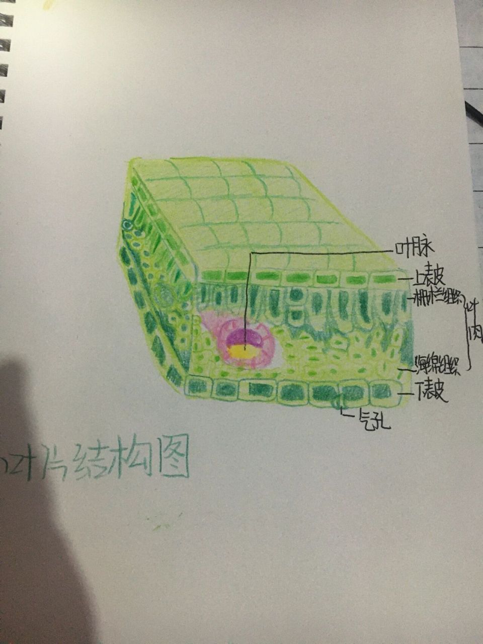 都要好好复习生物哦!叶片结构图 大家一定要准备好地生会考啊