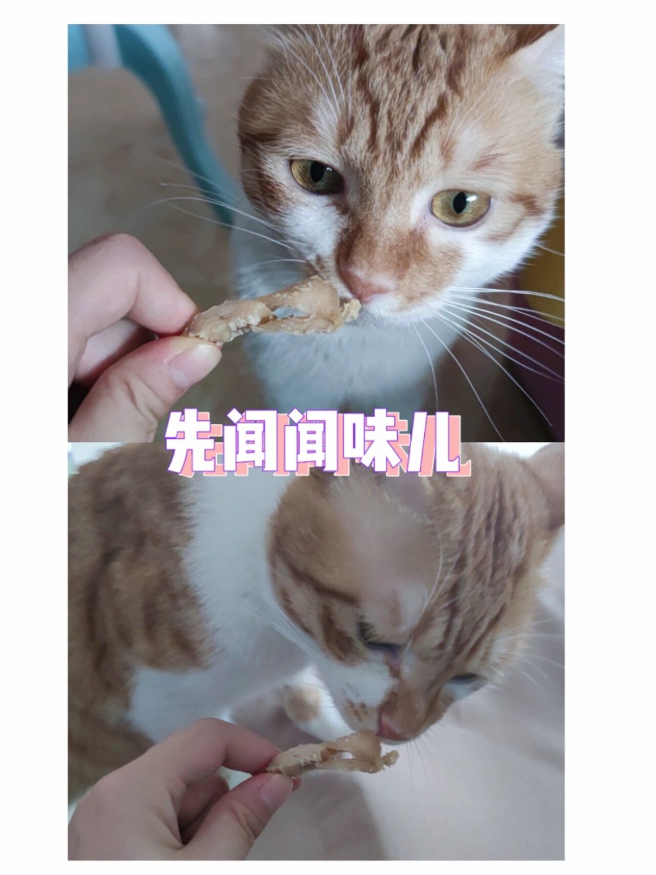 烤箱给猫咪做鸡肉冻干图片