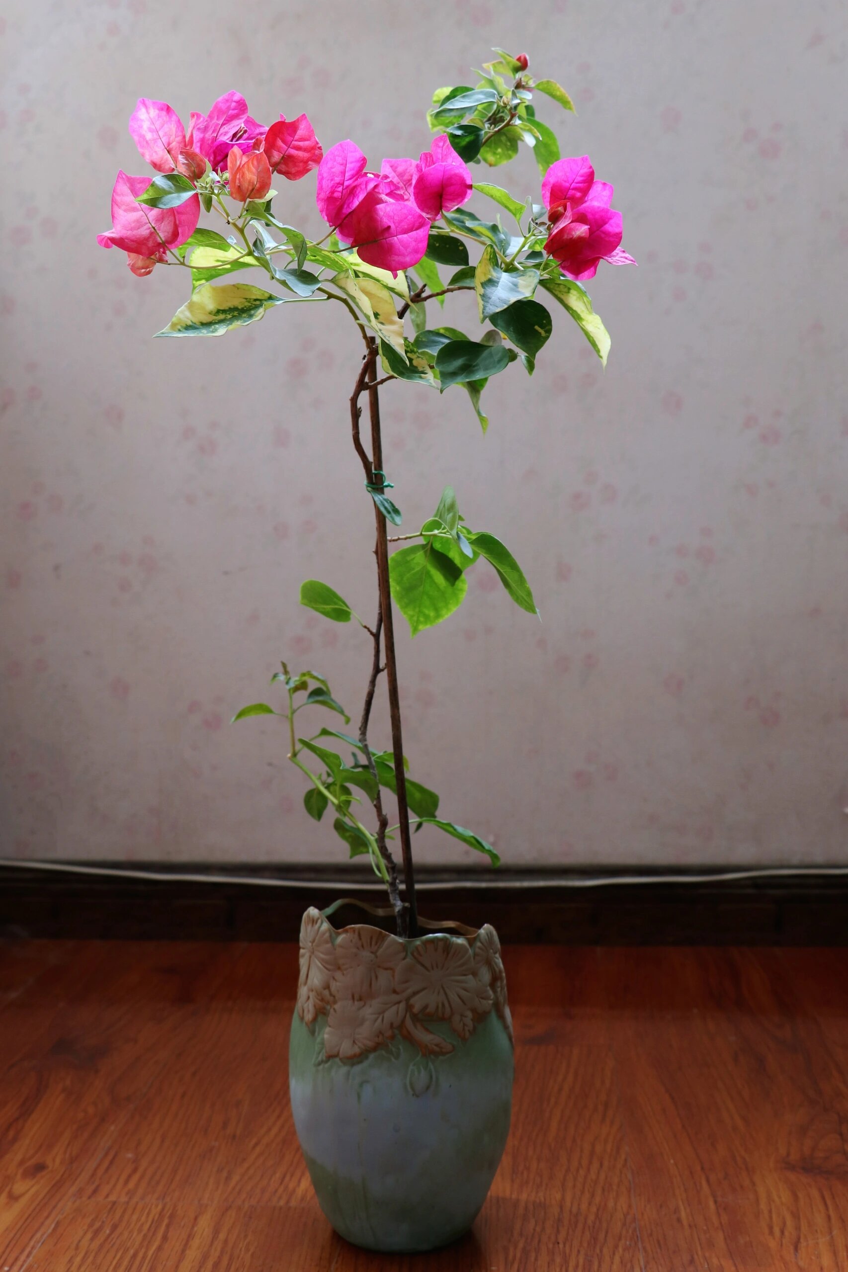 勤花三角梅推荐