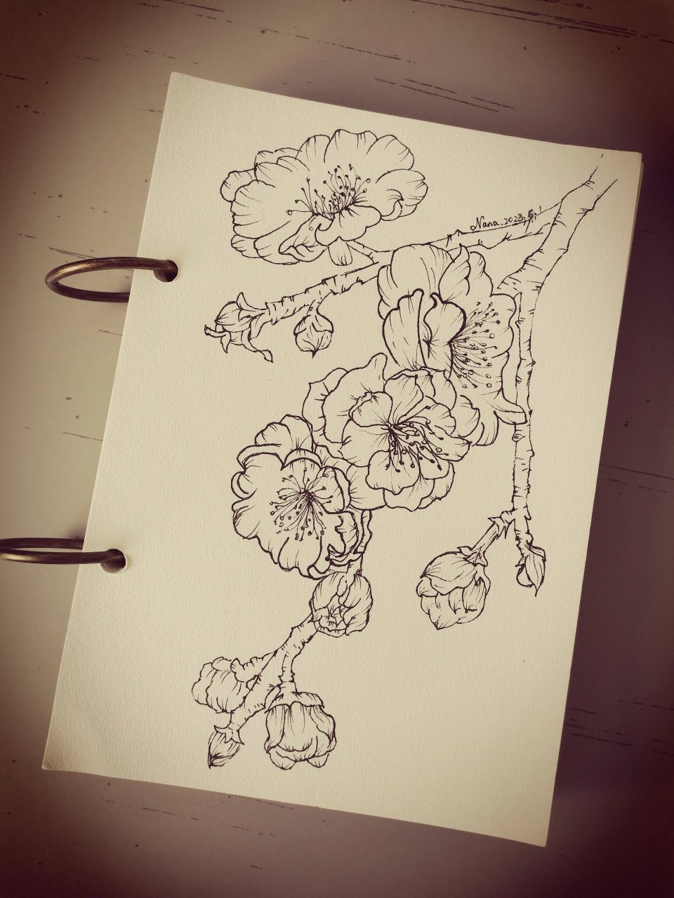 88针管笔速写|花卉临摹|脱稿的梅花  最近开始试着脱稿直接画,虽然起