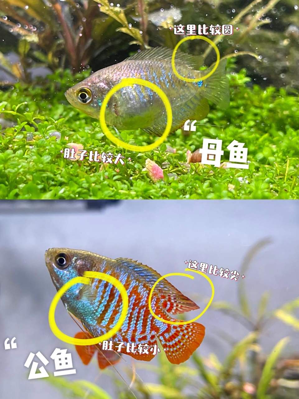 丽丽鱼公母分别 (上面母鱼) -体型比较短 -肚子比较大 -颜色不明显