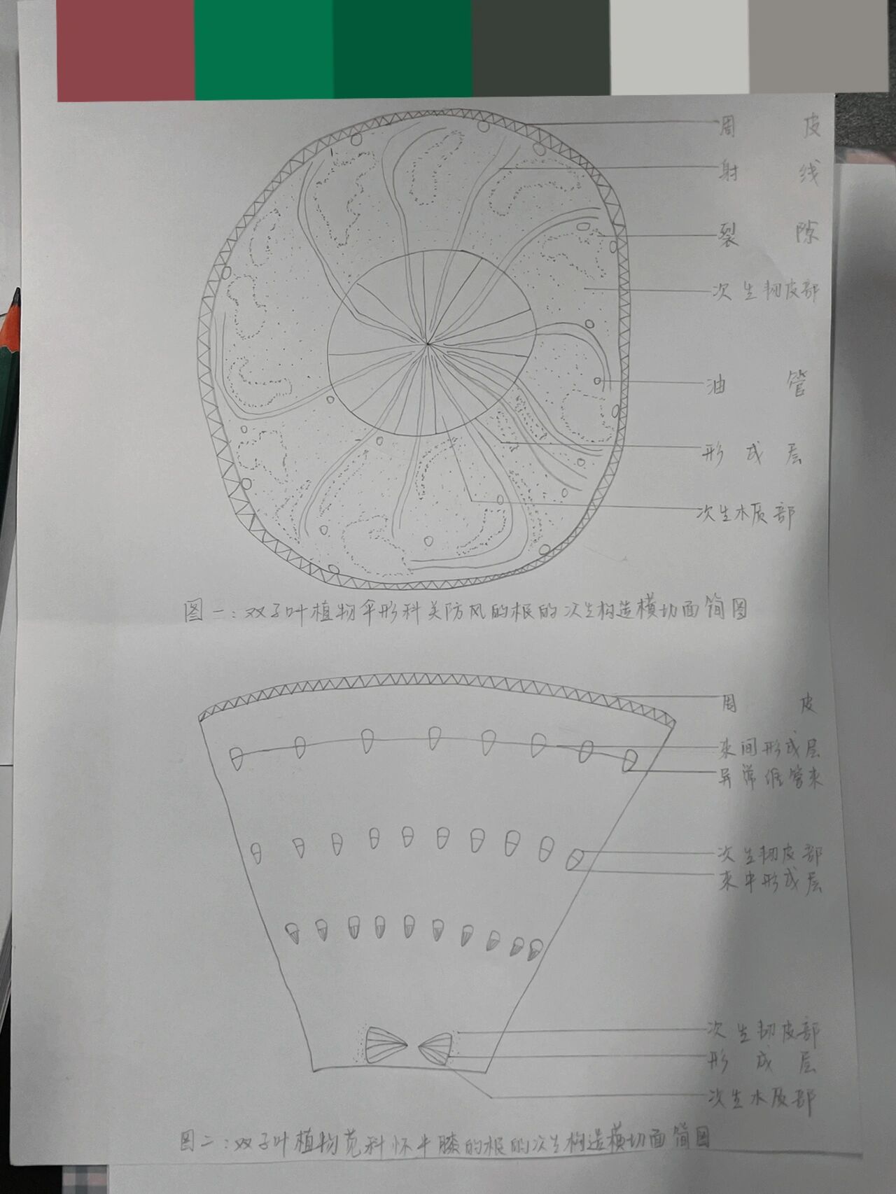 植物根的次生结构简图图片