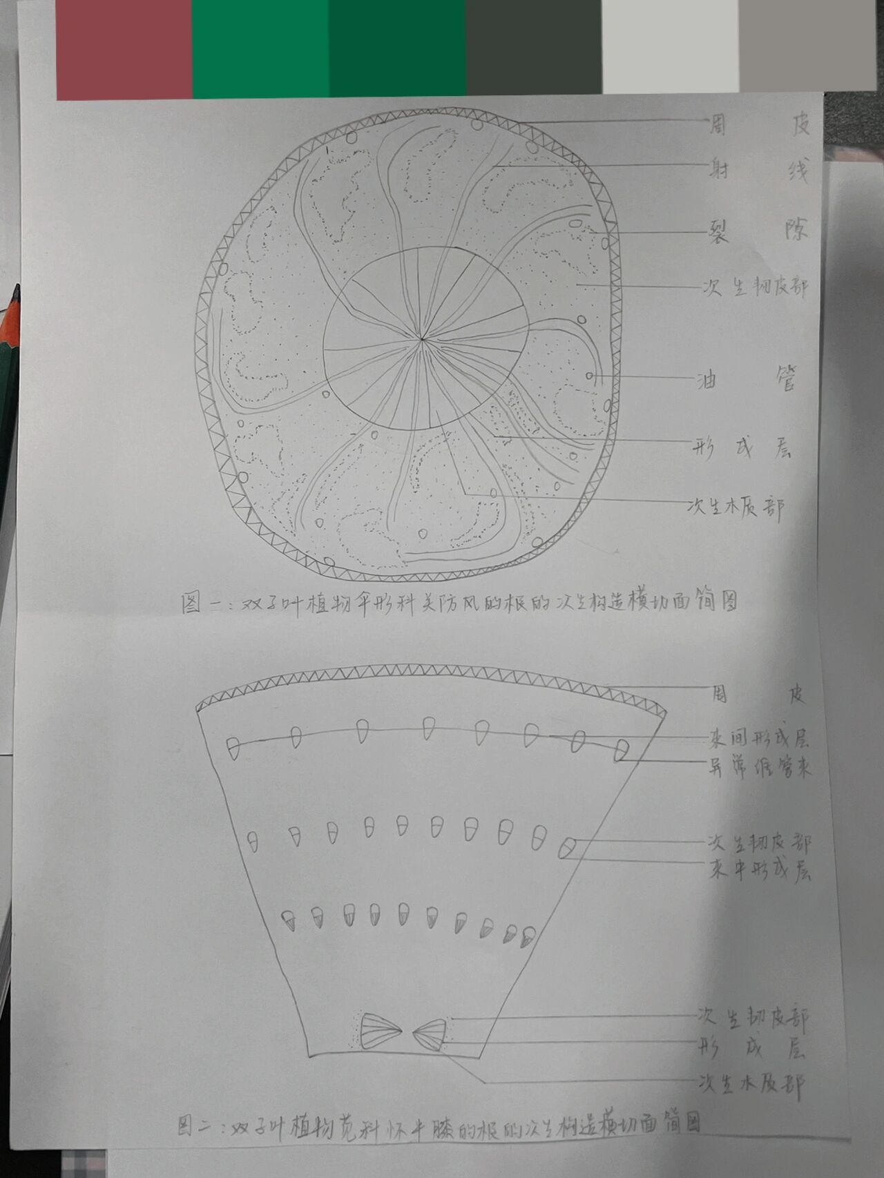 根的次生构造