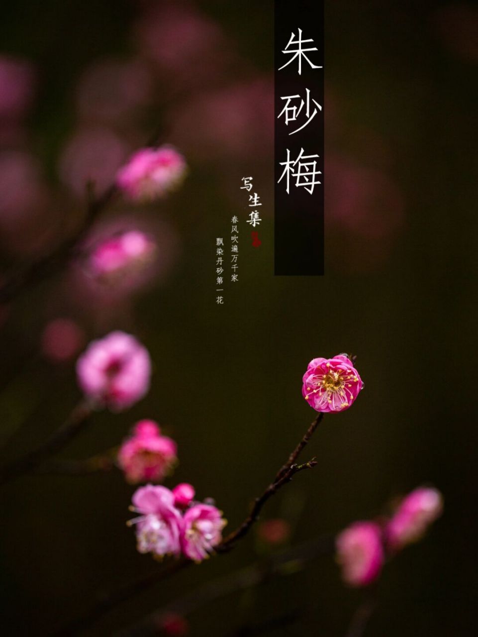 朱砂梅,俗称骨里红,为真梅系直脚梅类,枝条直伸或斜展,不下垂成