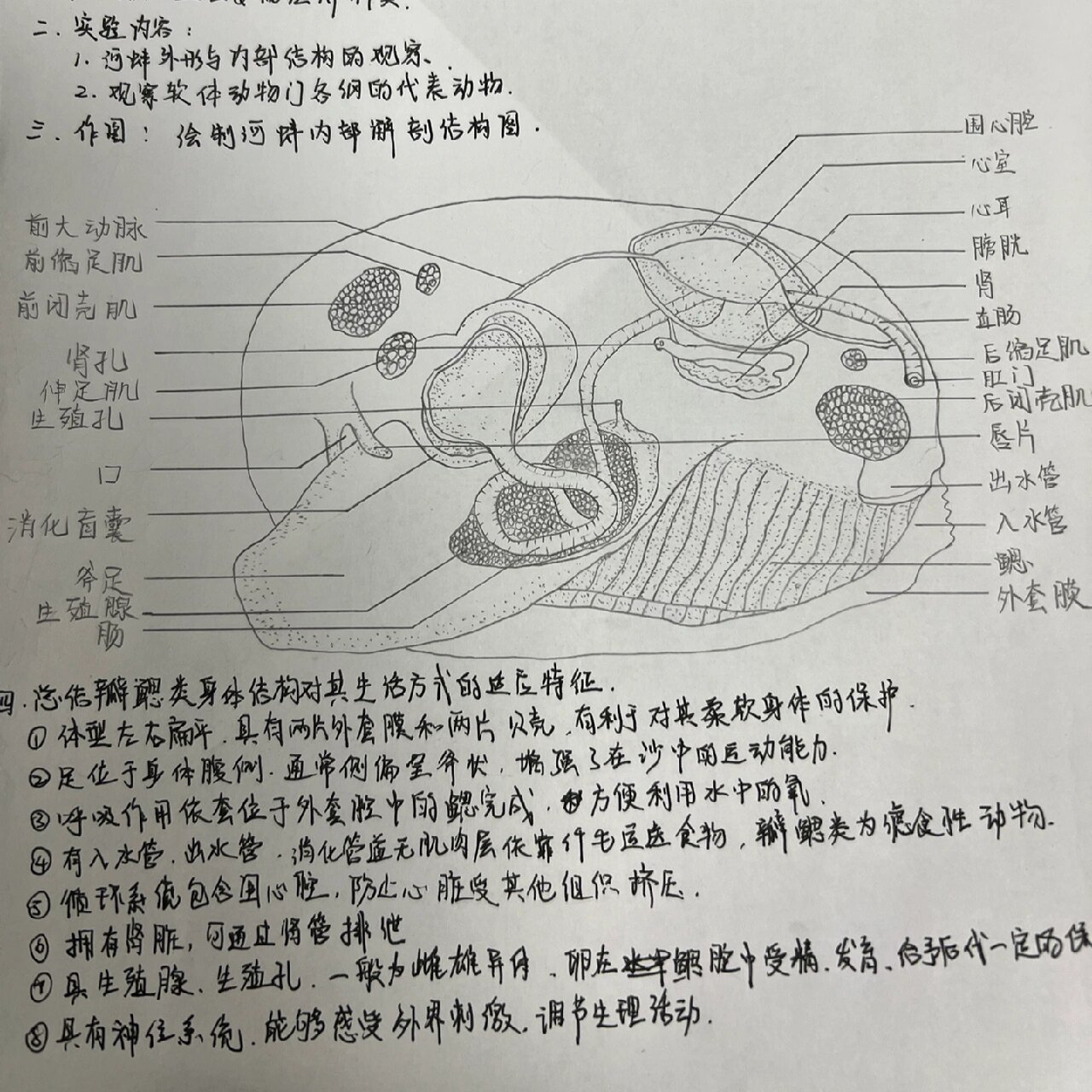 河蚌的形态结构实验报告