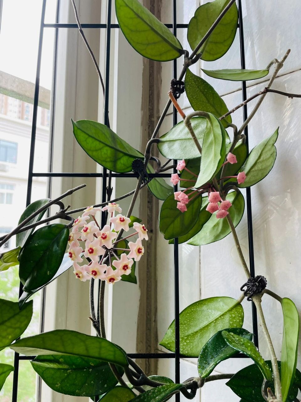 球兰花架已搭好,能不能爬上去就看你的了