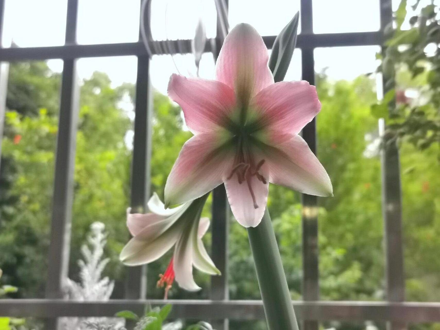 朱顶红——迷雾 这款朱顶红花型看着就跟铁炮百合一样,不看球根,就是