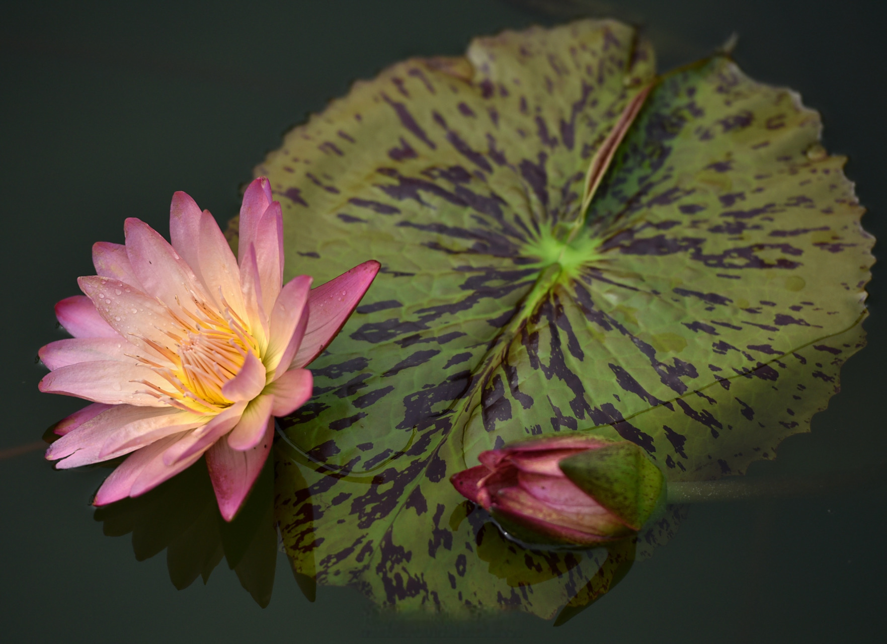 中山广场的热带睡莲又静俏俏地绽放,让人陶醉.