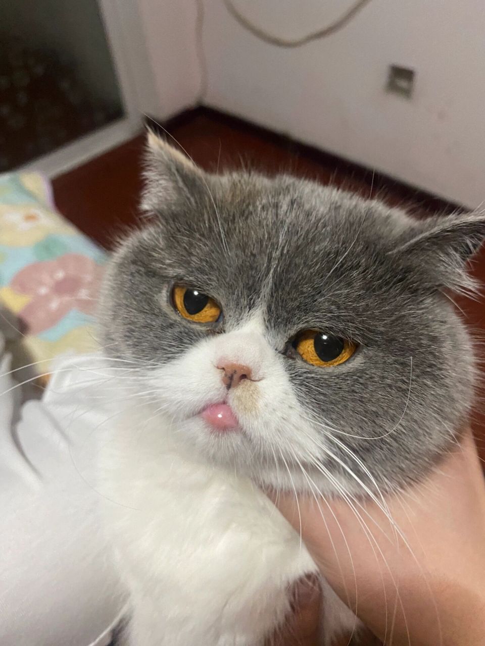 猫猫下嘴唇肿了 今天下班回家突然发现猫猫下嘴唇肿了,也不知道是啥