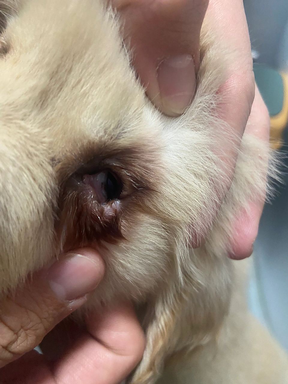 狗狗眼睑内翻倒睫 狗狗两个月了,买回来左边眼睛一直流泪,还有黑眼圈