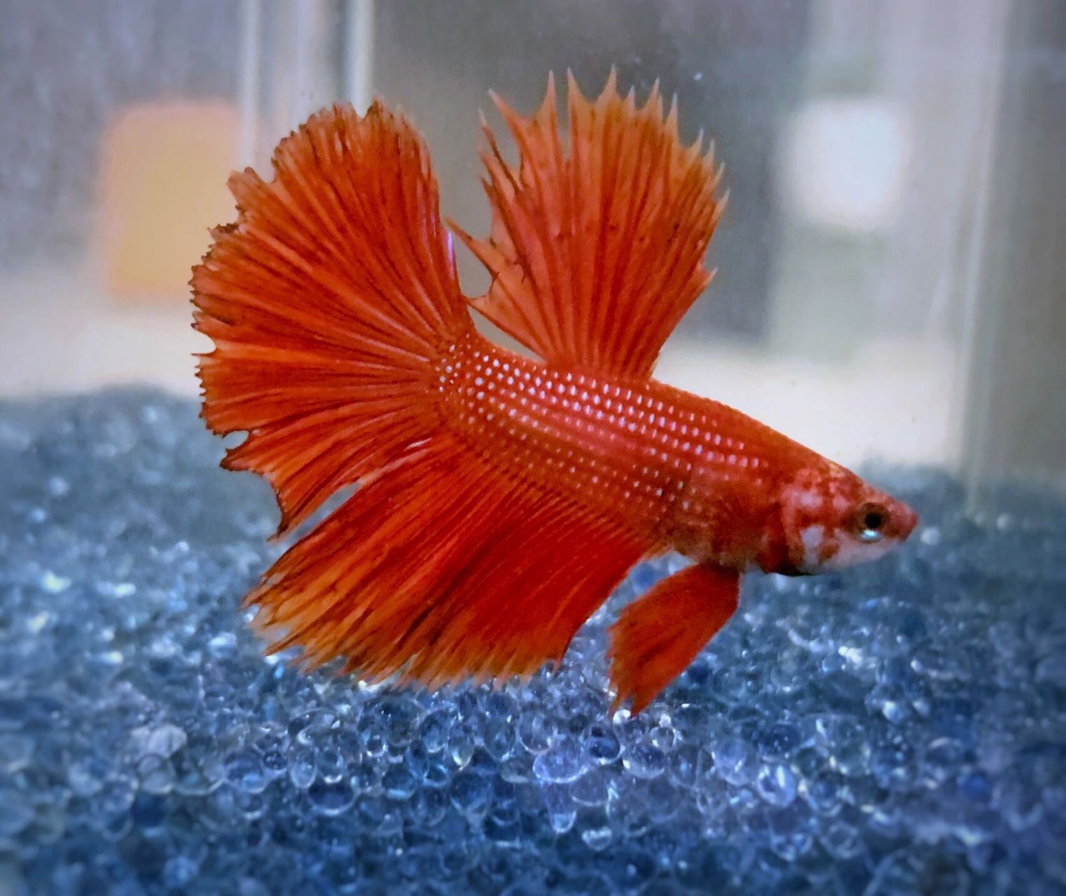 当你的斗鱼夹尾了怎么办?