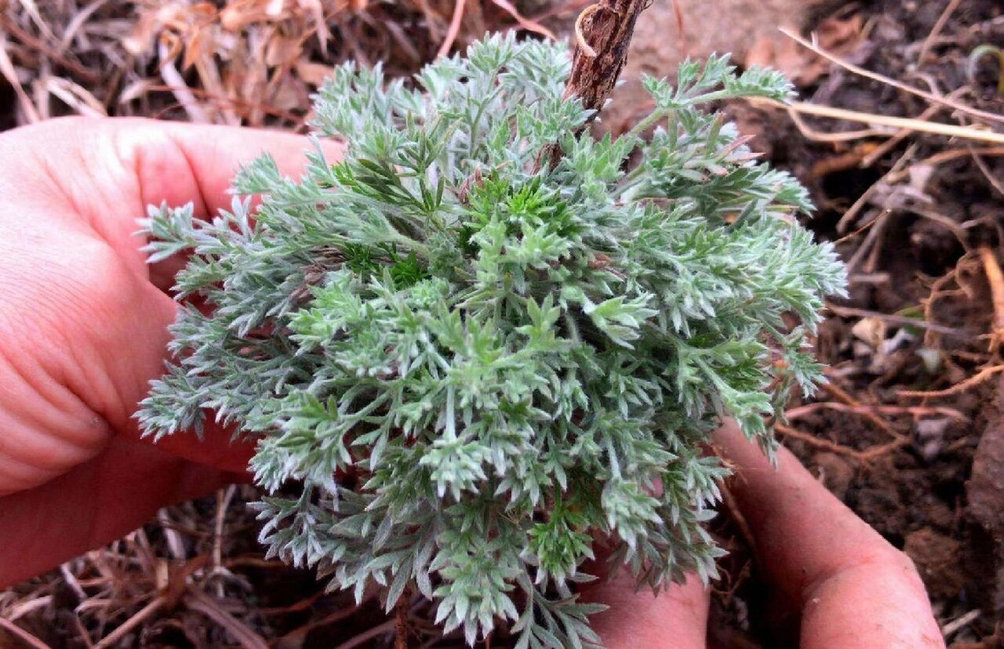 茵陈,中药名.为菊科植物滨蒿或茵陈蒿的干燥地上部分.