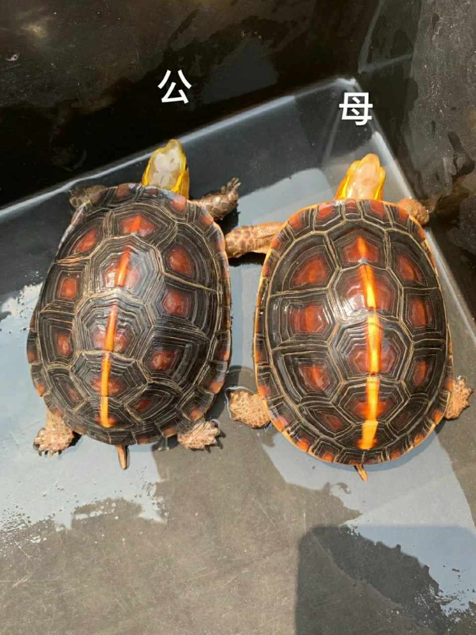 黄缘闭壳龟和别的龟分辨雌雄都差不多.