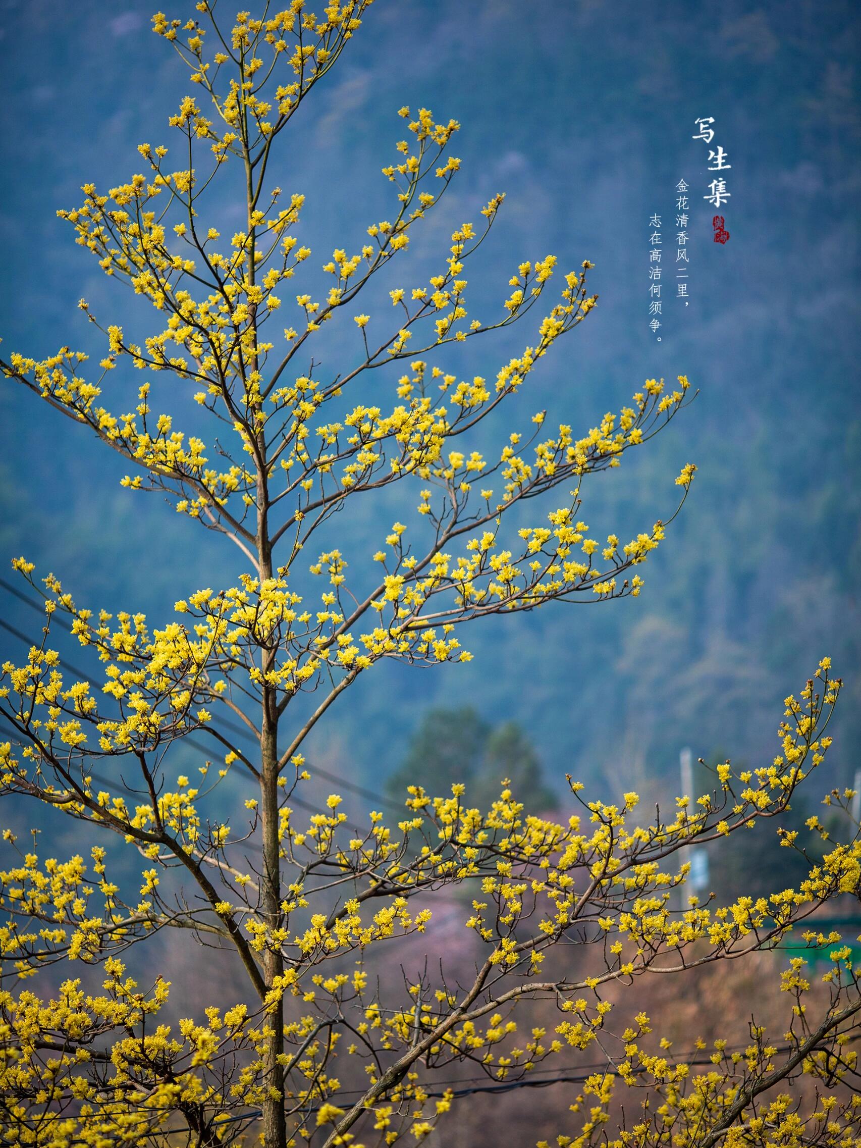 檫木花|sassafras tzumu