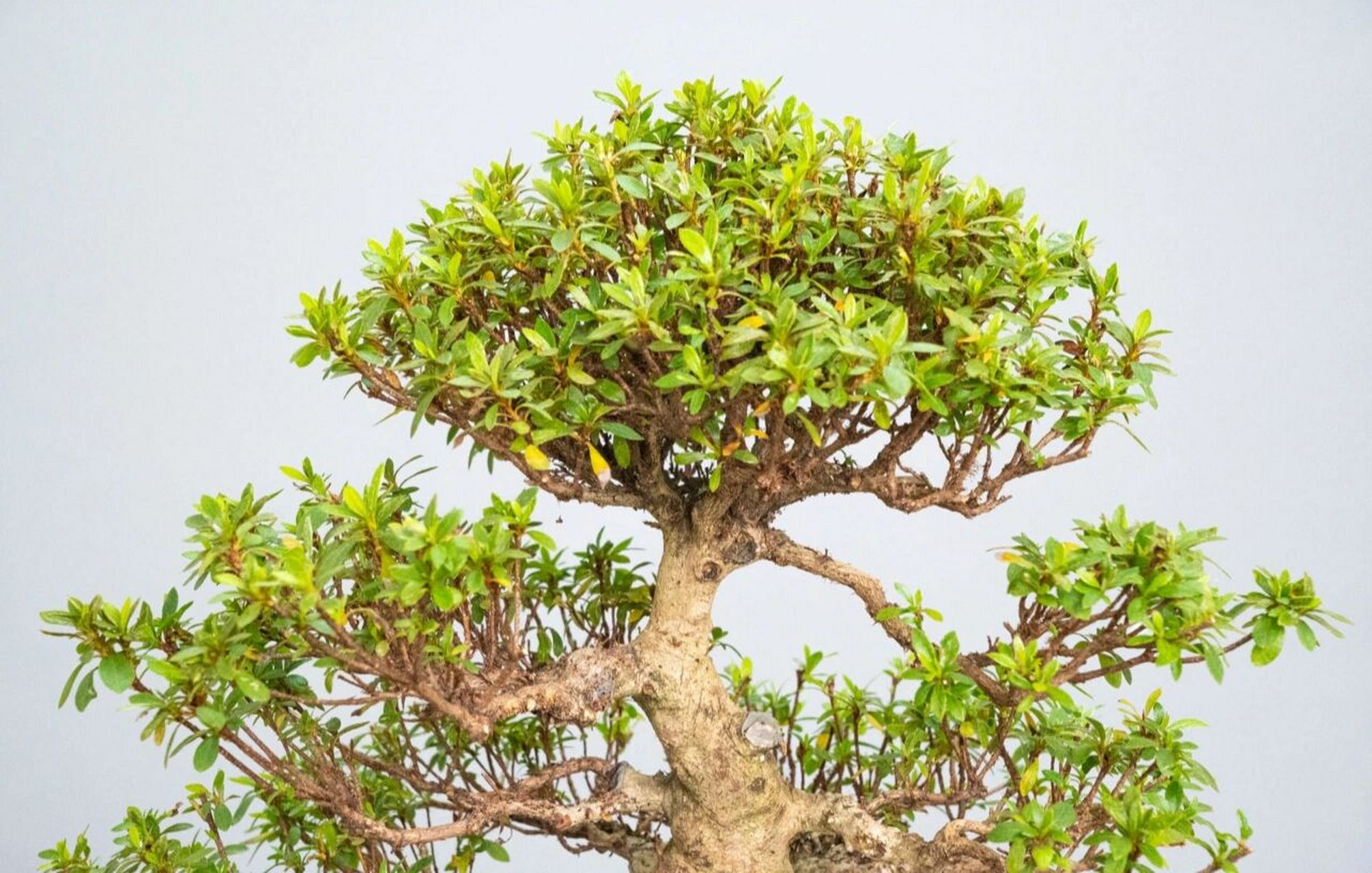 皋月杜鹃    日本皋月杜鹃(幸之华):一棵高品种-幸之华,主杆老成,枝叶