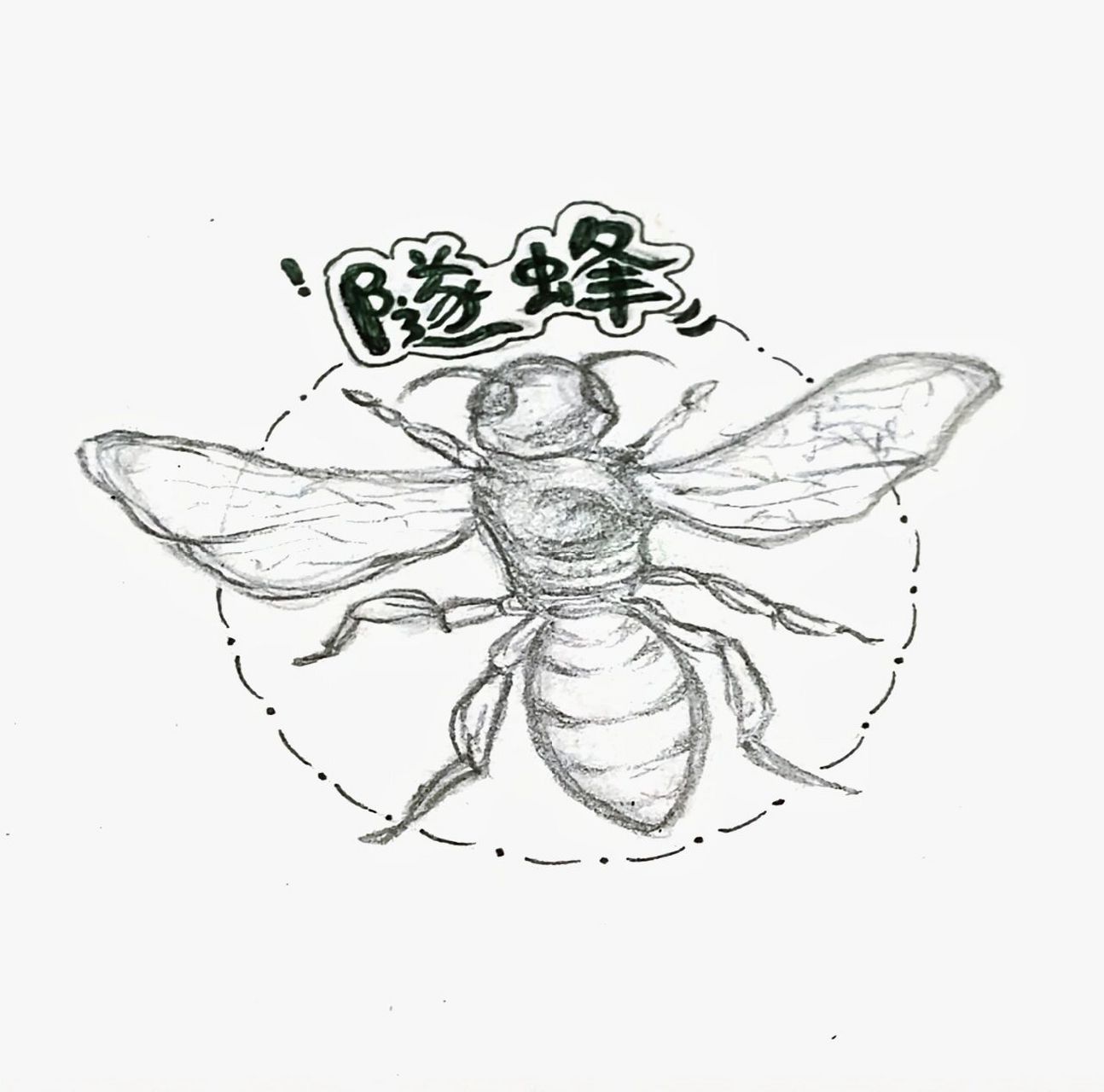 隧蜂简笔画 老师让画昆虫记思维导图,画了只隧蜂感觉不错