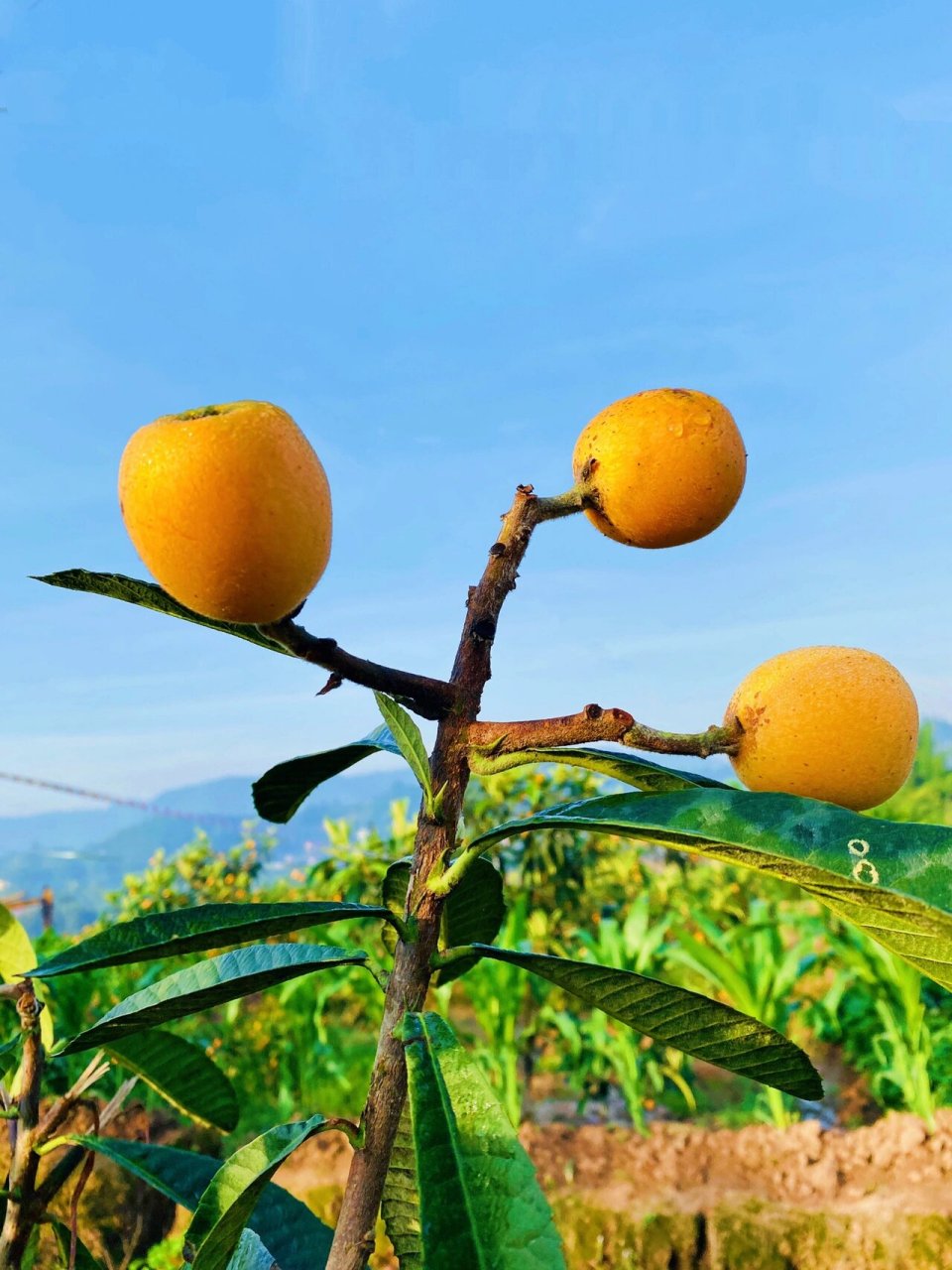 重庆采摘|合川枇杷采摘 古楼镇的枇杷熟啦～ 这里的枇杷又大又甜 地址