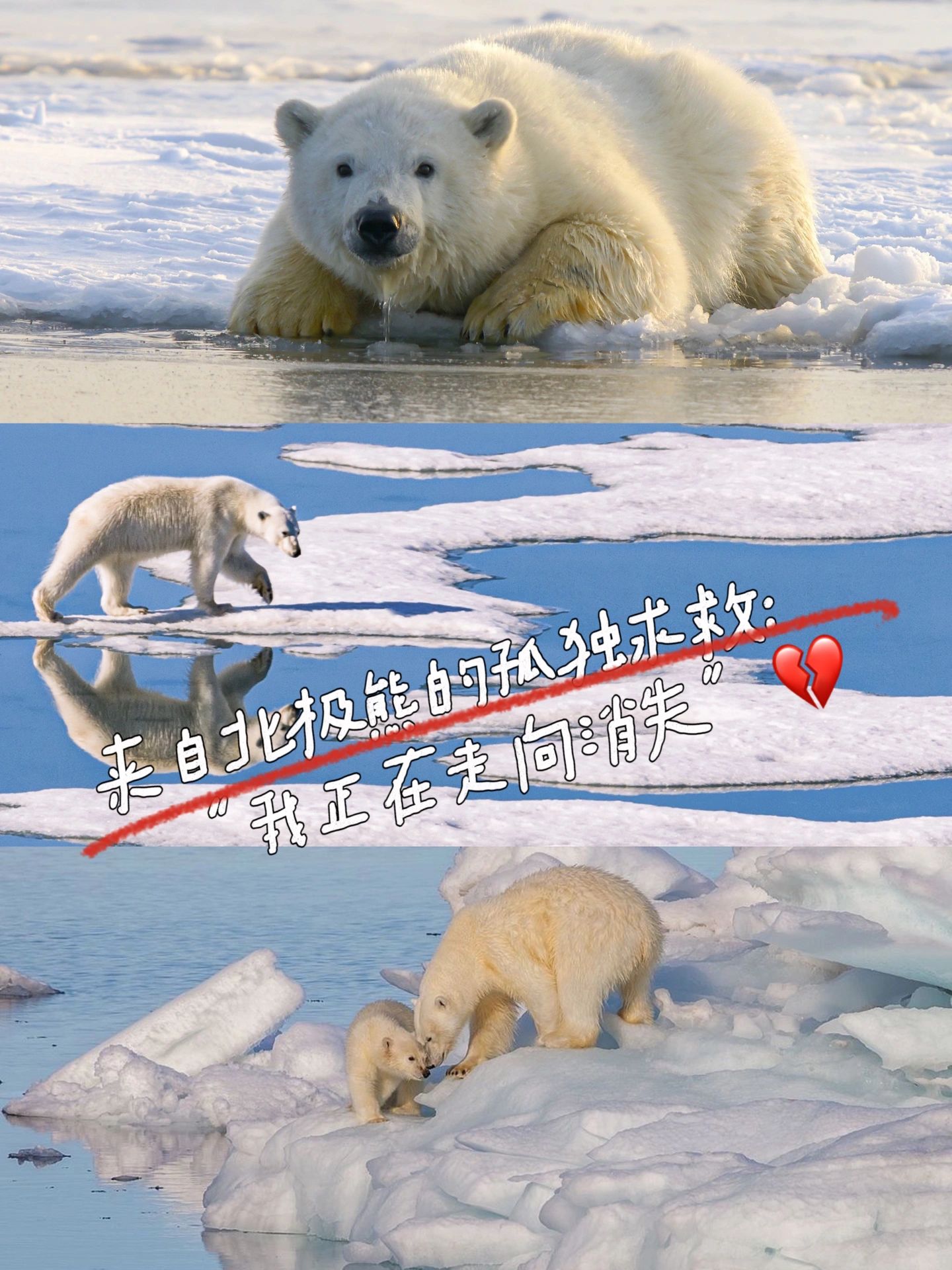 冰雪融化下,北极熊走向灭绝的危机 😢🐻🌡️