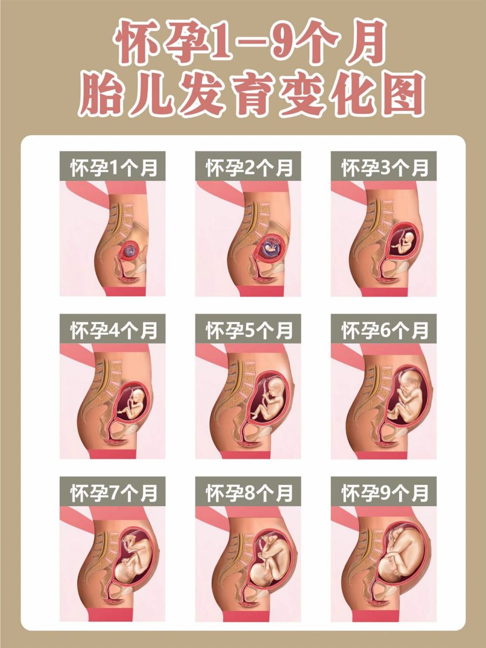 胎儿1-9月发育图,快来看看胎宝宝具体变化6015 97对于一次怀孕