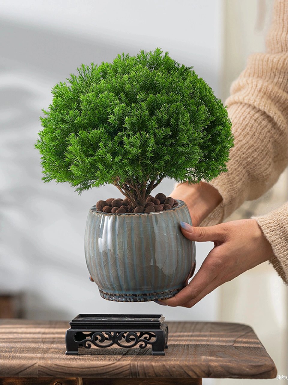 909790雾凇盆栽养护的小知识9090 雾松养护小知识 の花语