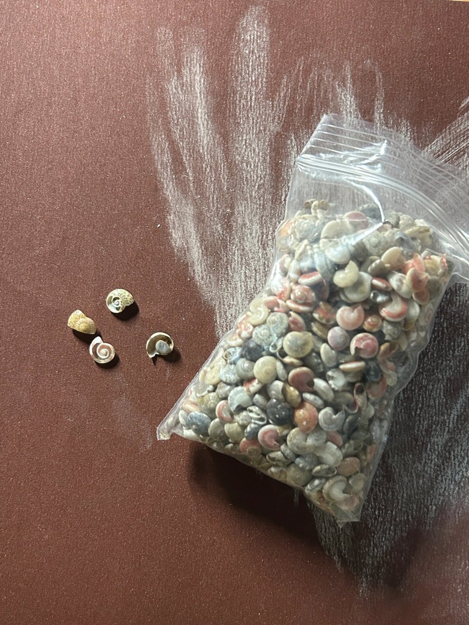 绘画素材|终于知道了蜗牛壳内部结构 为了画个蜗牛,网上找半天蜗牛壳