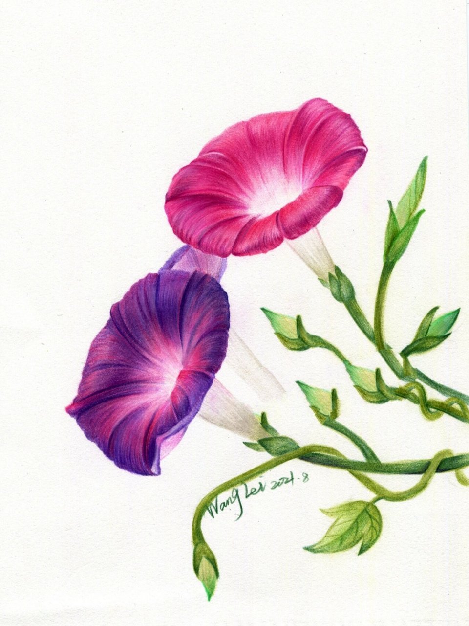 彩铅花卉‖牵牛花 详细步骤 线稿图  介绍下工具 笔:绿辉120色 紫红色