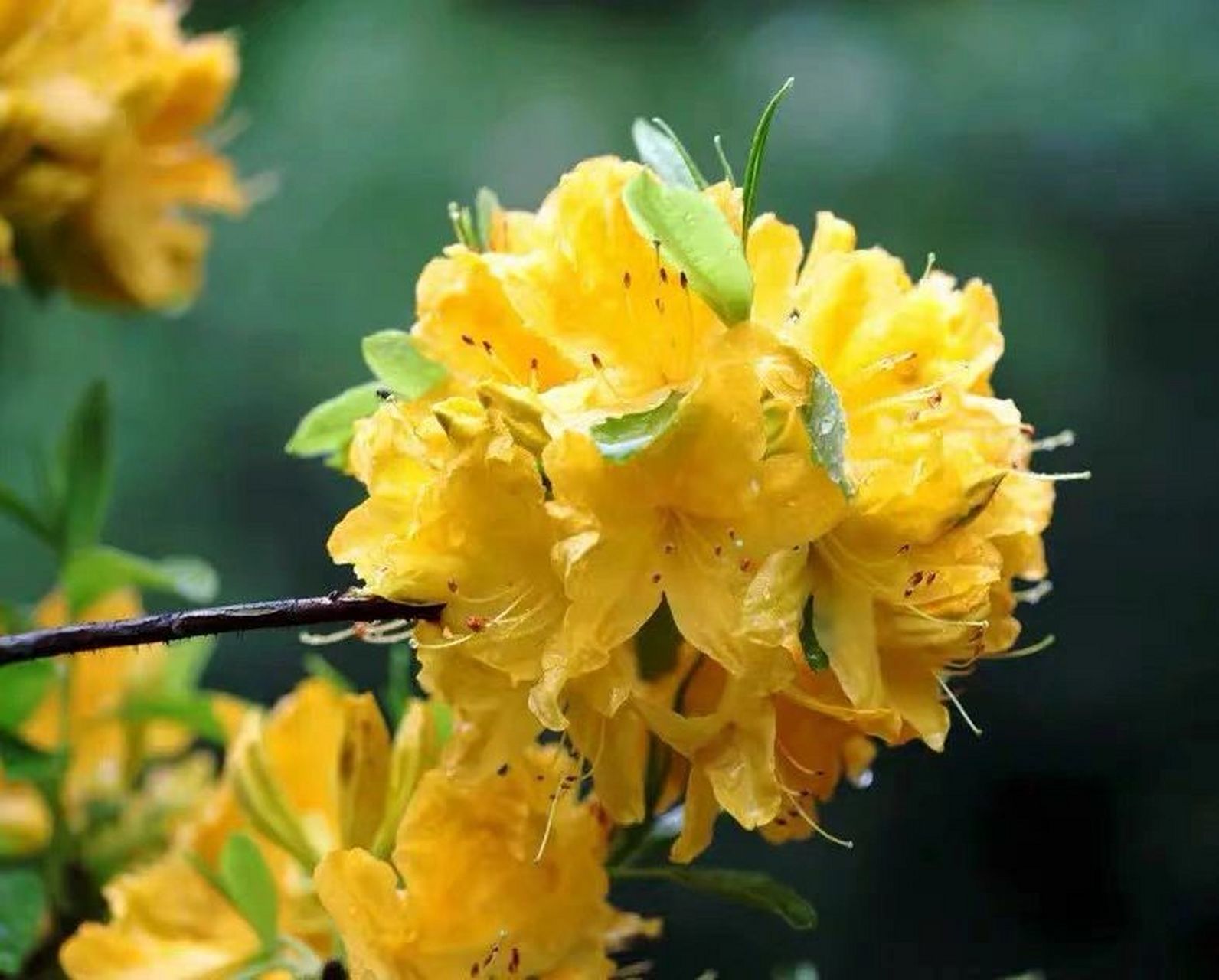今日识花|羊踯躅黄花杜鹃 杜鹃花科,羊踯躅,因叶较大,密被灰白色微柔