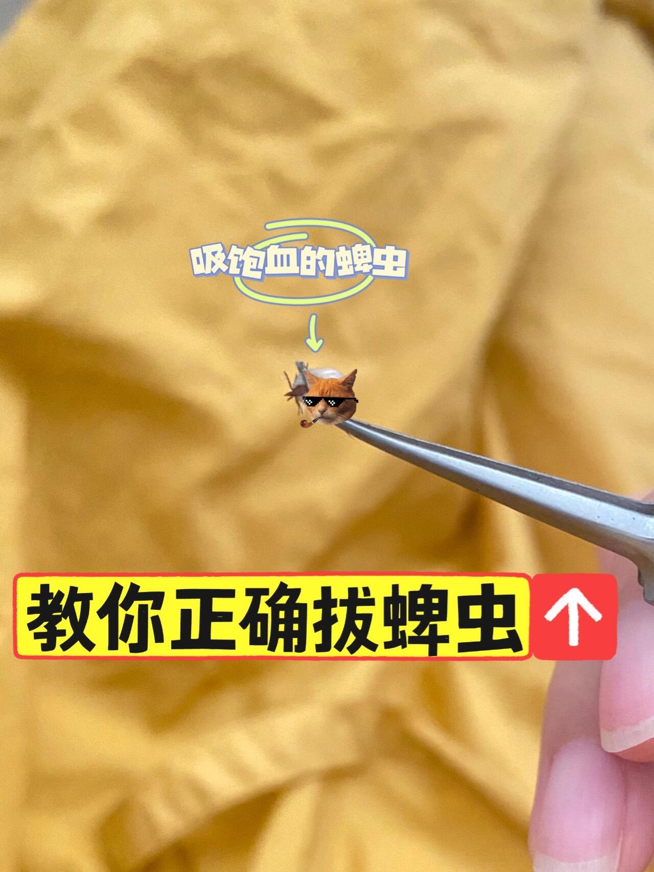 猫狗身上蜱虫⚠️应该怎么正确拔出不留口器