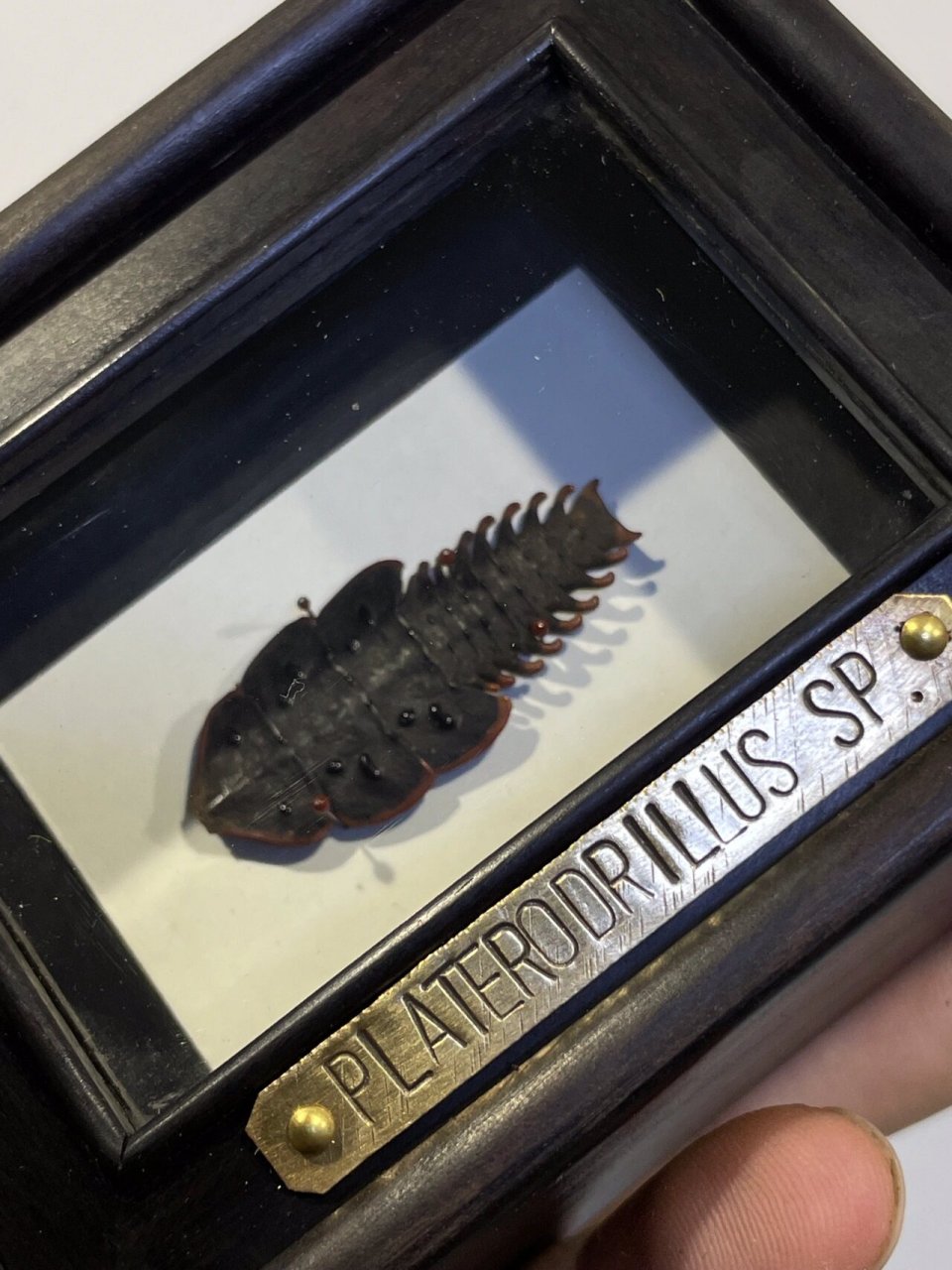 罕见的昆虫之三叶虫红荧 三叶虫红萤主要分布于亚洲的热带地区,因为长