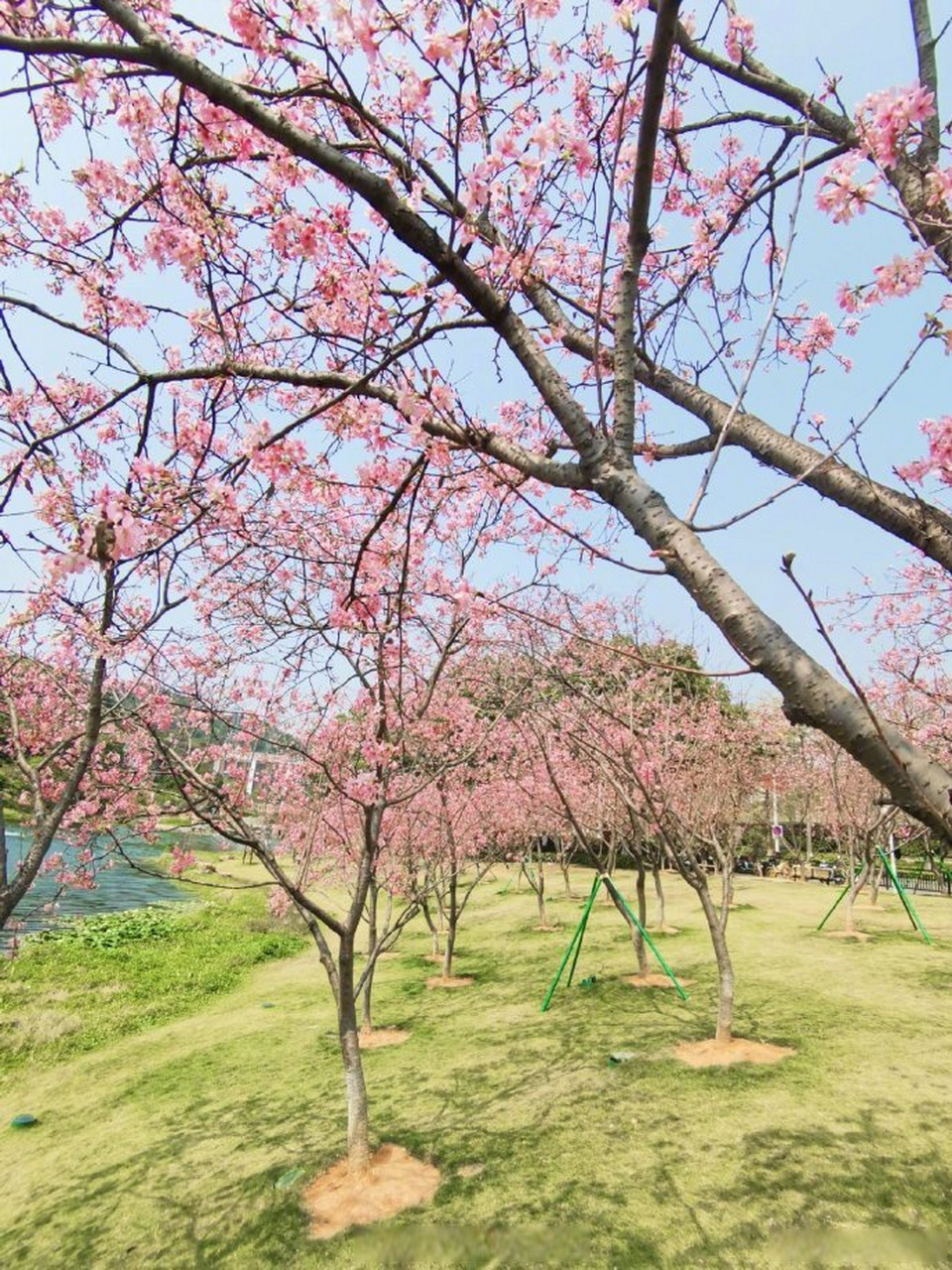 广州春日浪漫#萝岗儿童公园的樱花 汇聚一整片粉色的海,好梦幻!