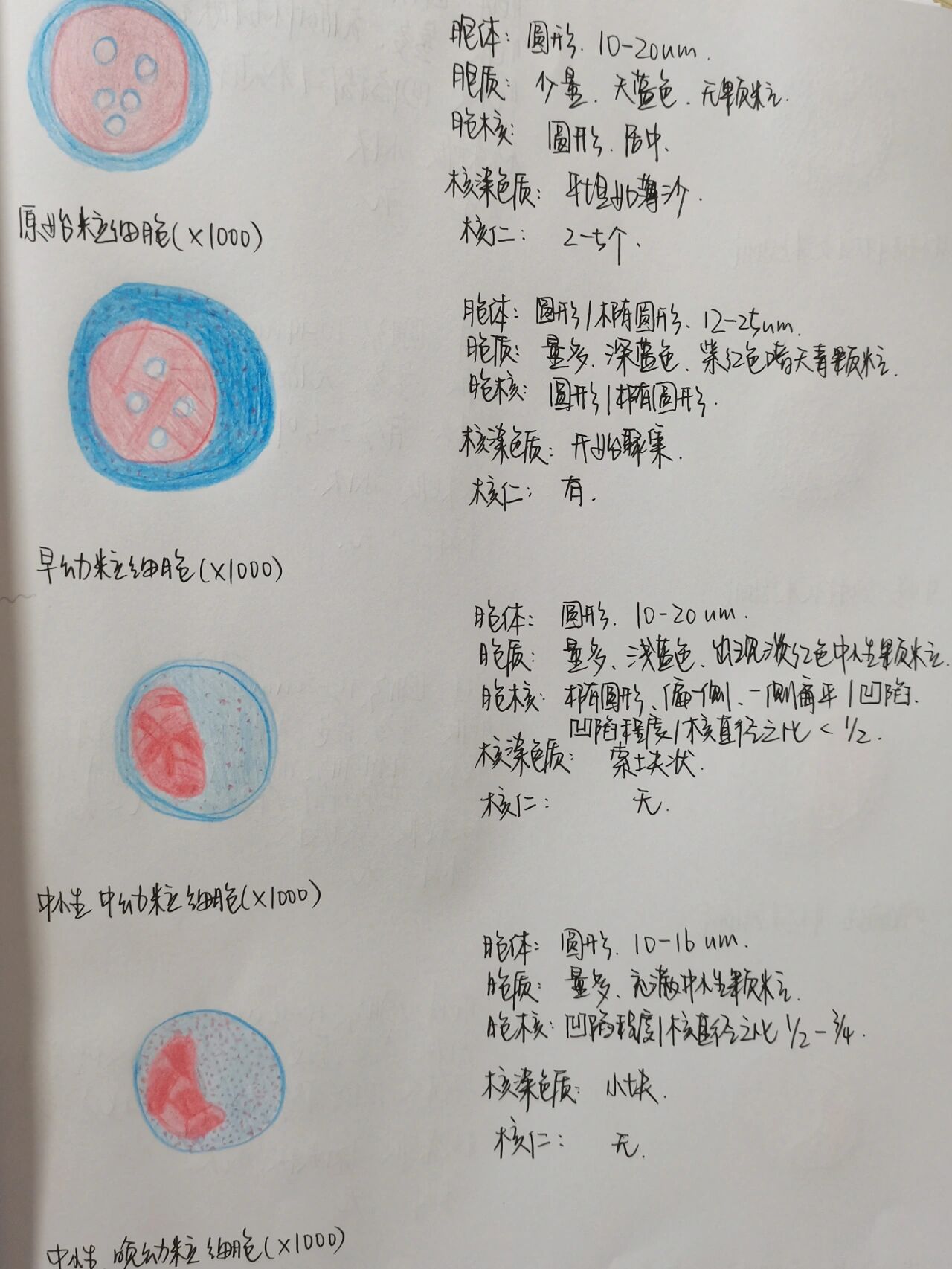 嗜碱性中幼粒细胞手绘图片