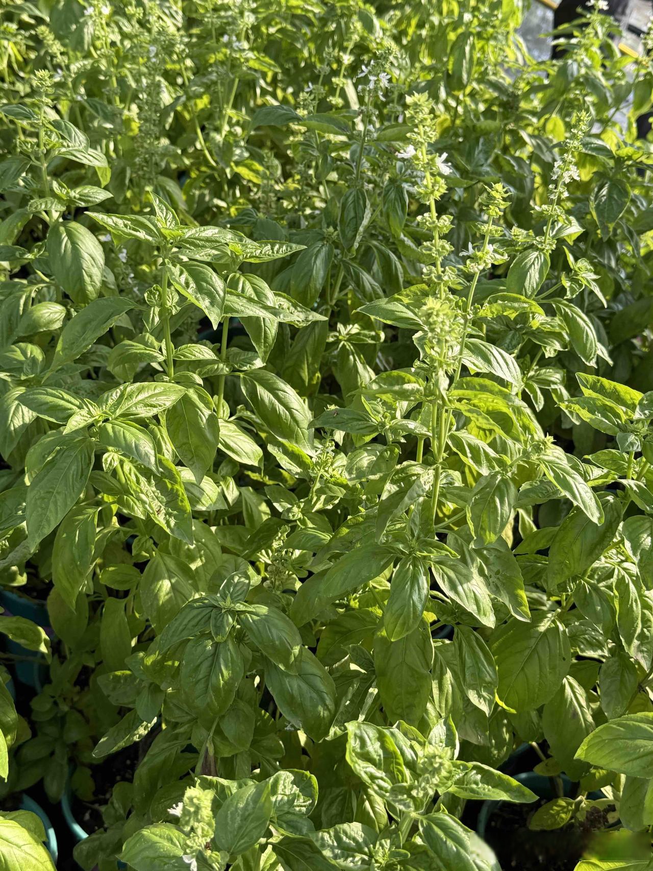 香料植物推荐甜罗勒