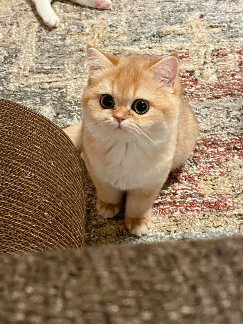 晒晒我的绝世小美女ny12金渐层英短 手机里存了太多小美女的照片了