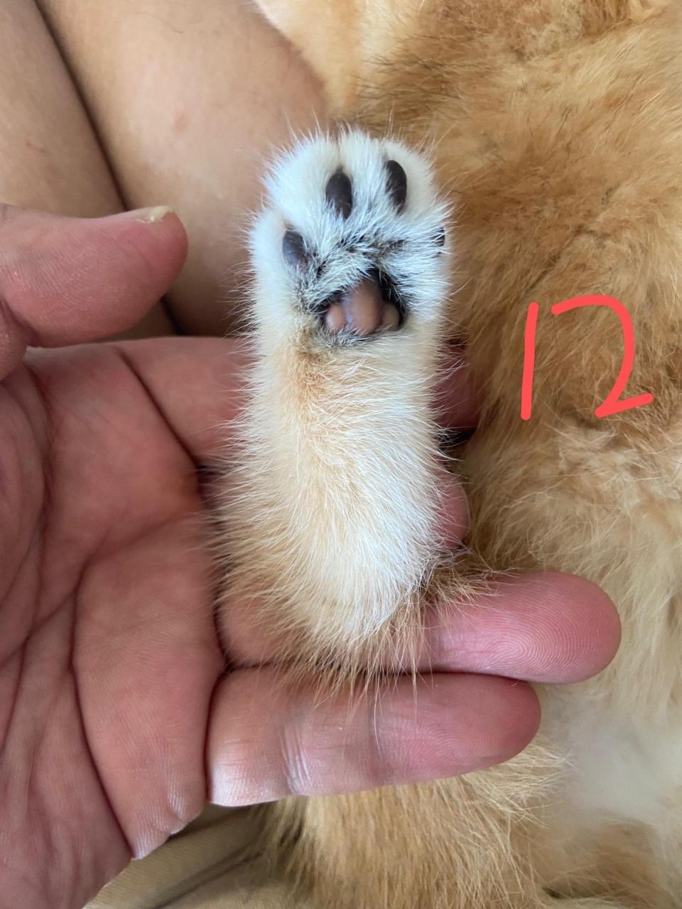 爪垫缝隙的毛是白色,后腿脚掌没有黑色的毛尖色;图二是11色金渐层,爪