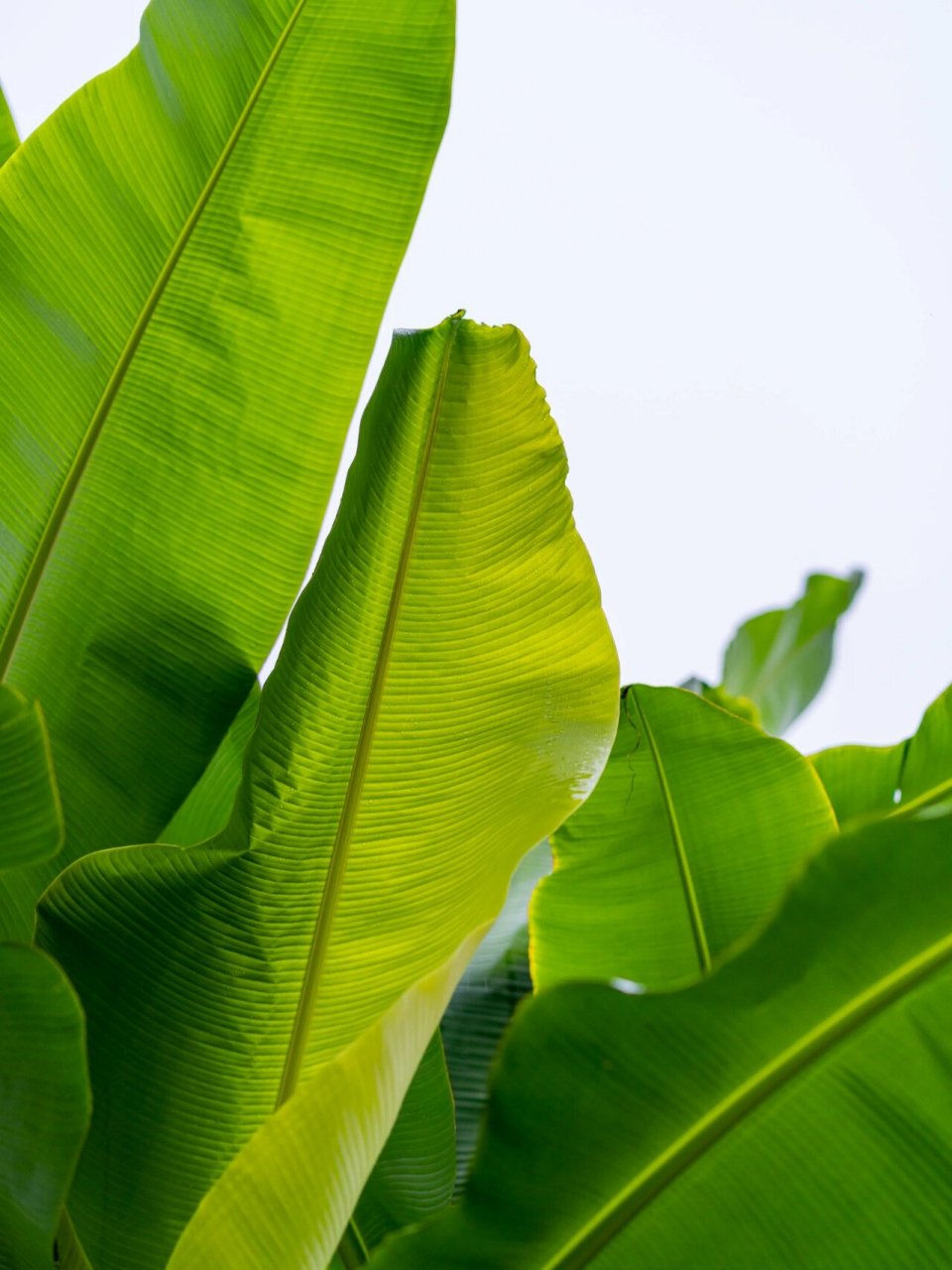芭蕉叶 雨天的芭蕉叶