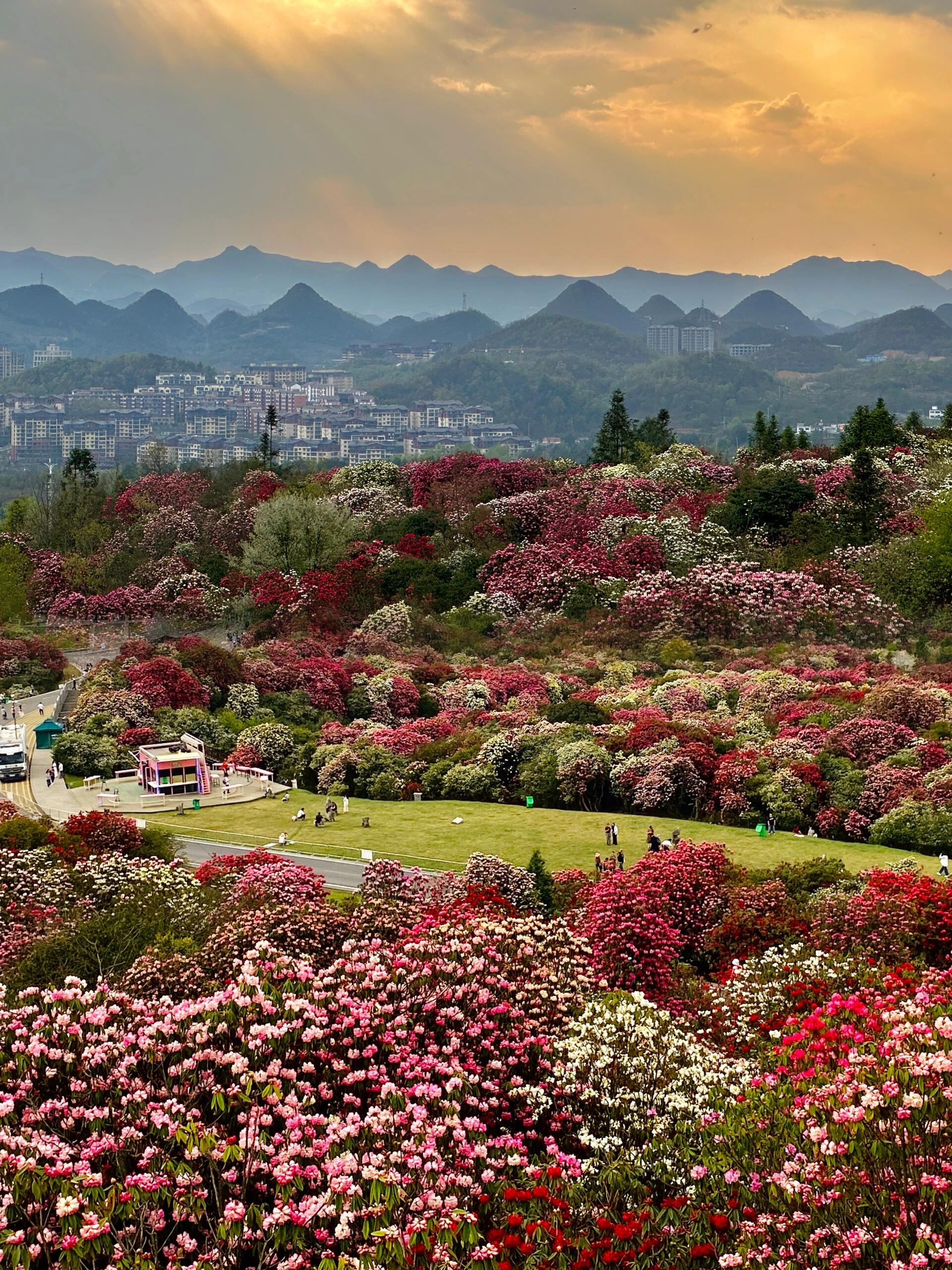 百里杜鹃图片 全景图片