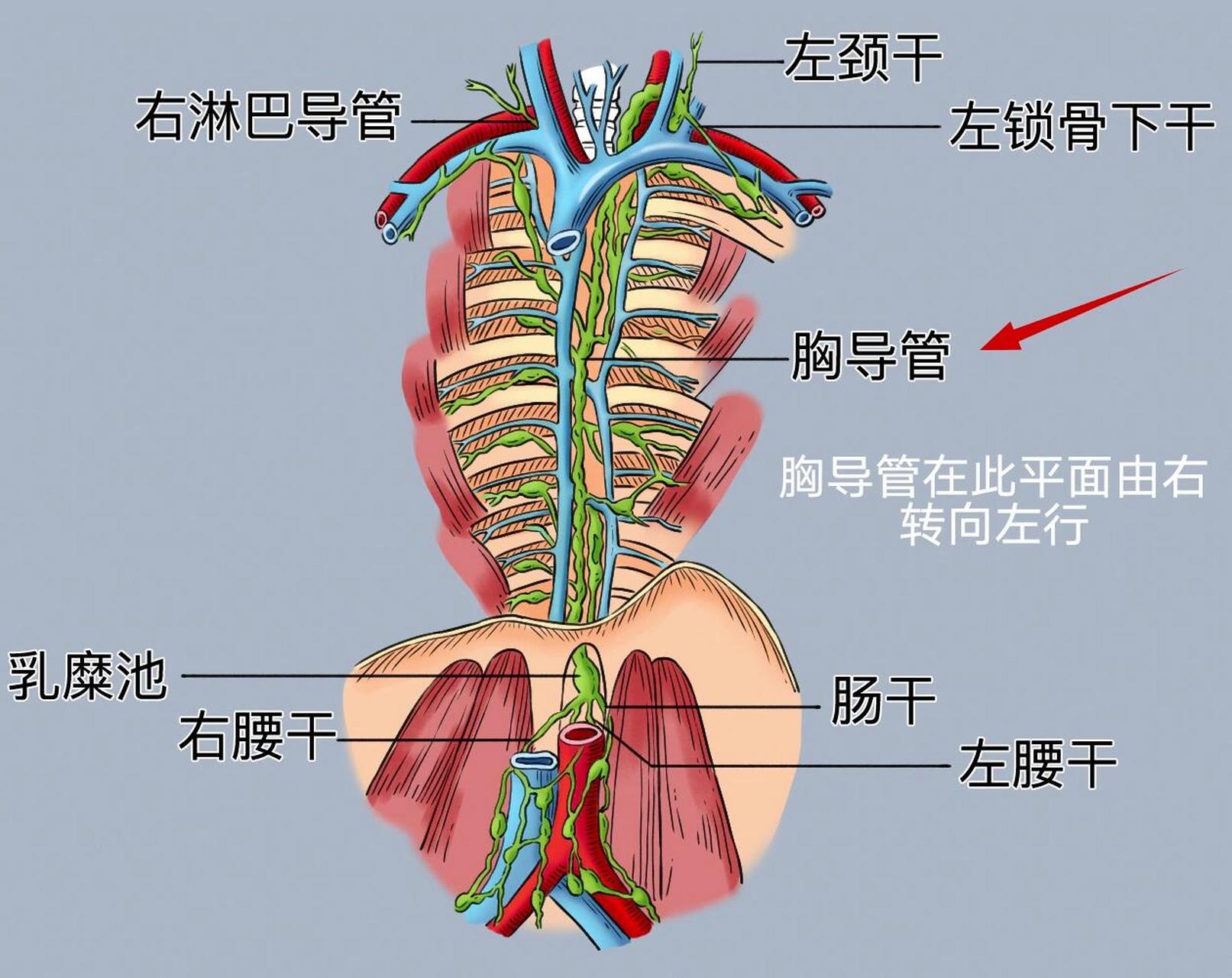 胸骨角平面的标志性意义 ①通过第二胸肋结合,为计数肋的标志性平面.