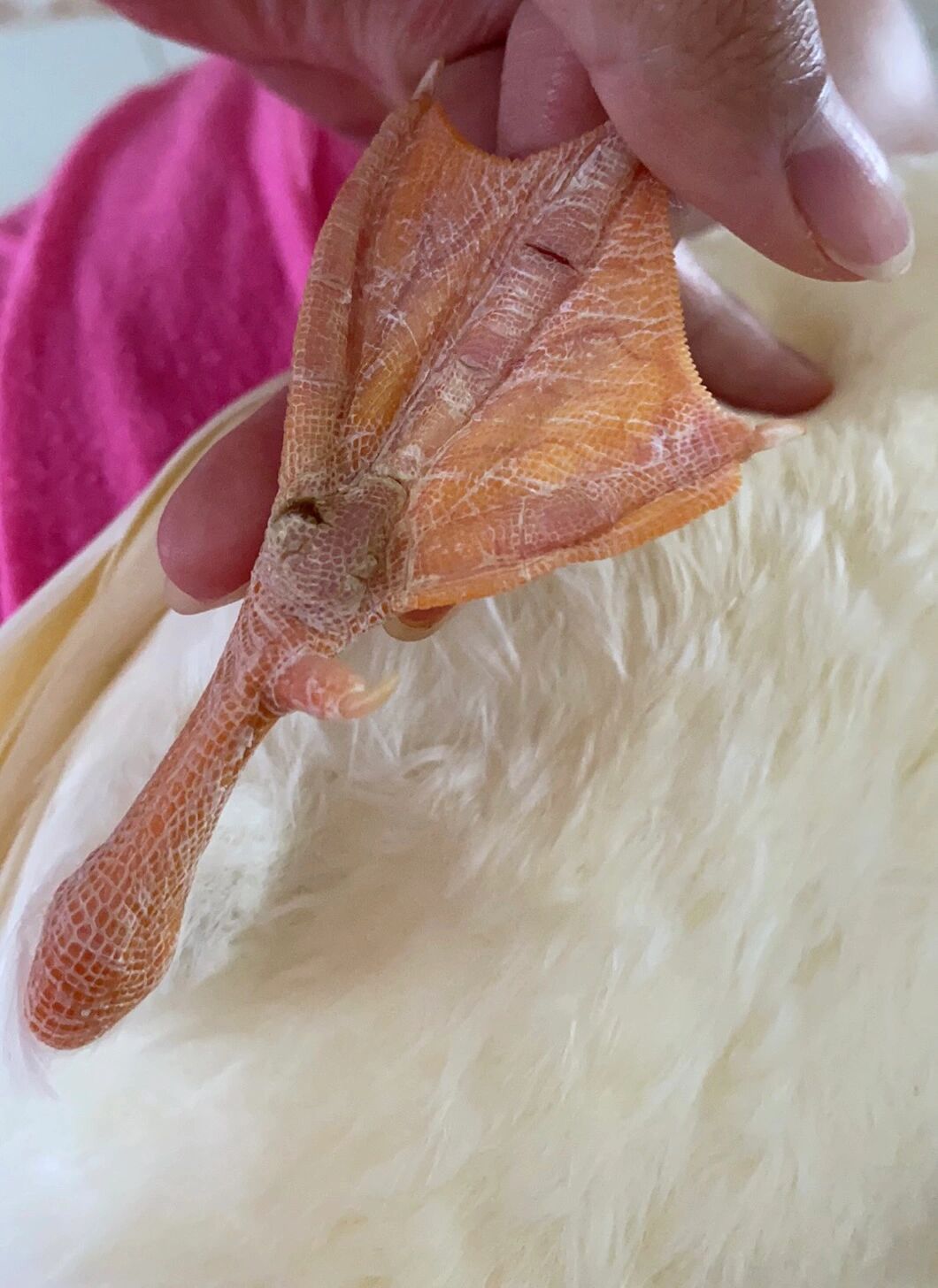 请问鸭子脚掌开裂是什么原因呢