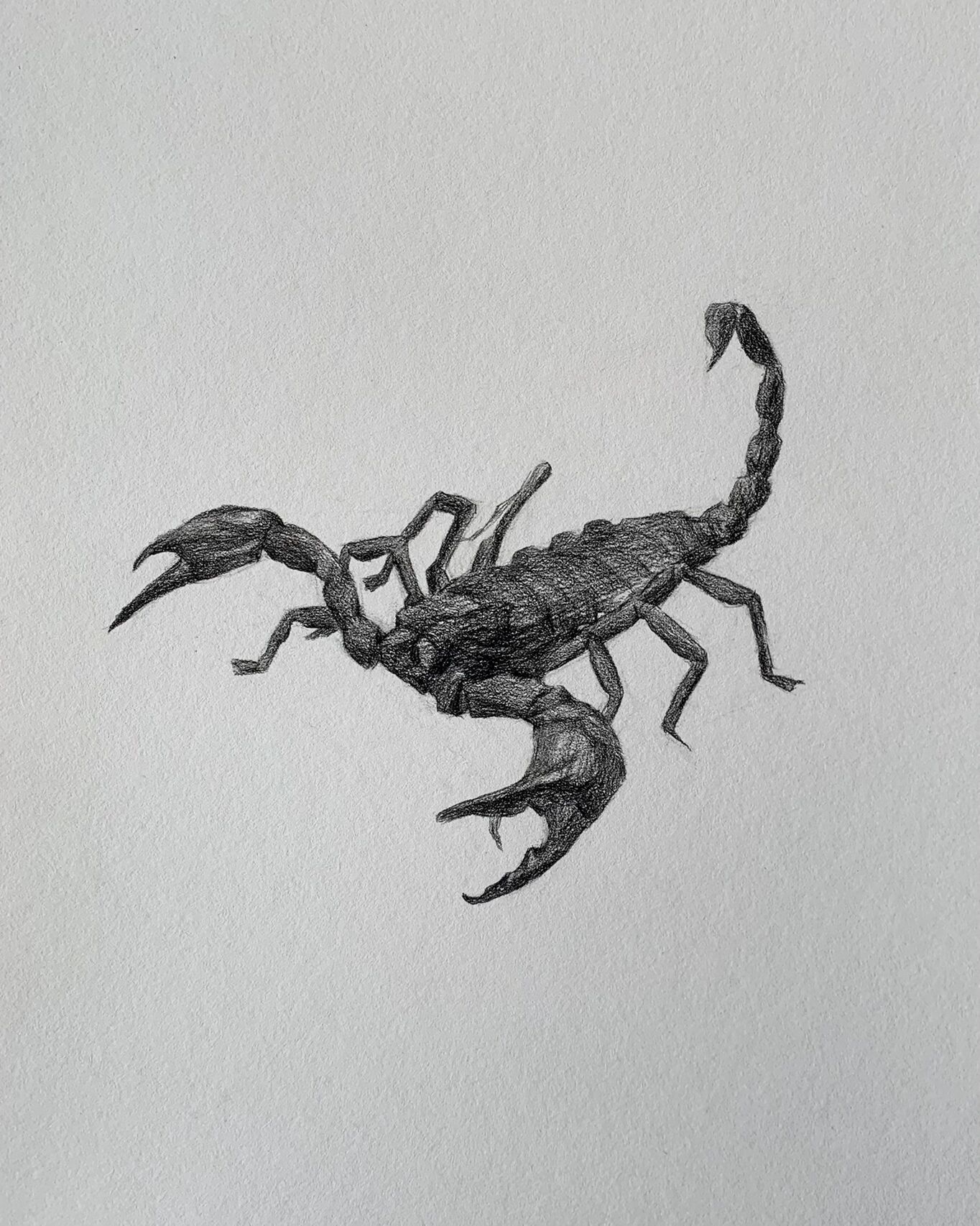 蝎子|步骤图解析