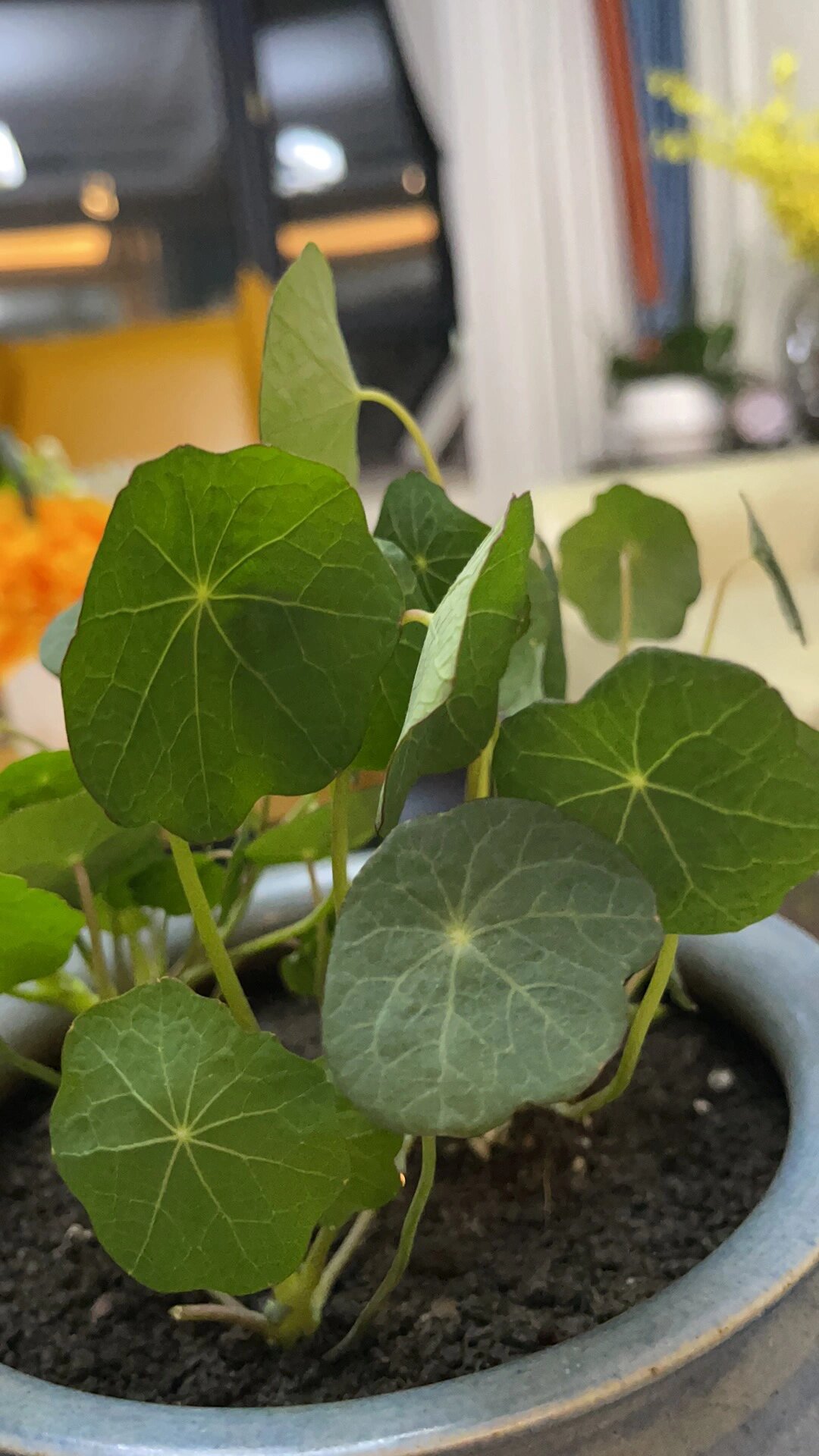 旱荷花喜阳,我白天放在飘窗上,晩上放架子