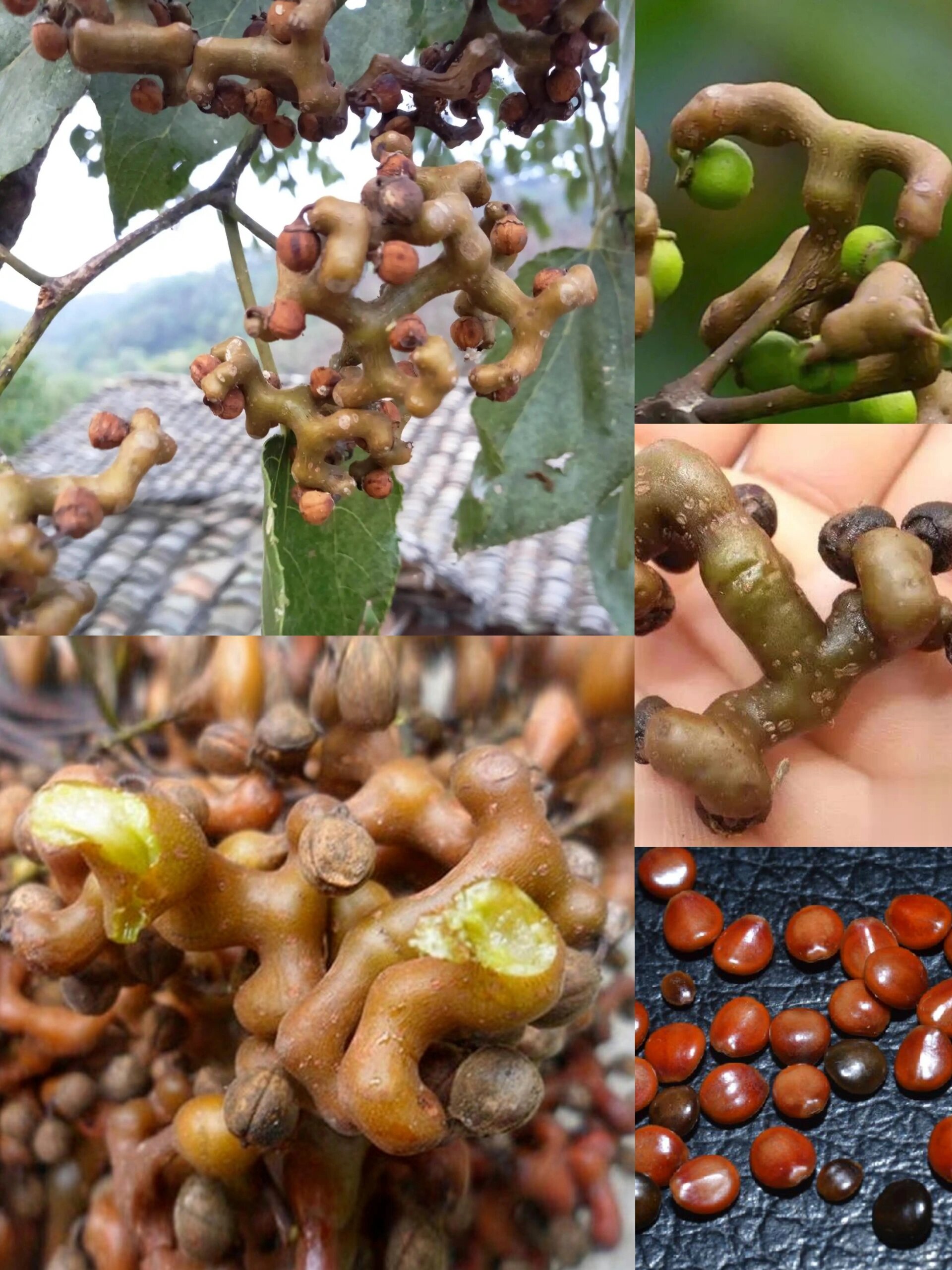 一日学一药|    枳椇子 枳椇子(zhǐ jǔ zǐ) 【别名】木蜜,树蜜,木