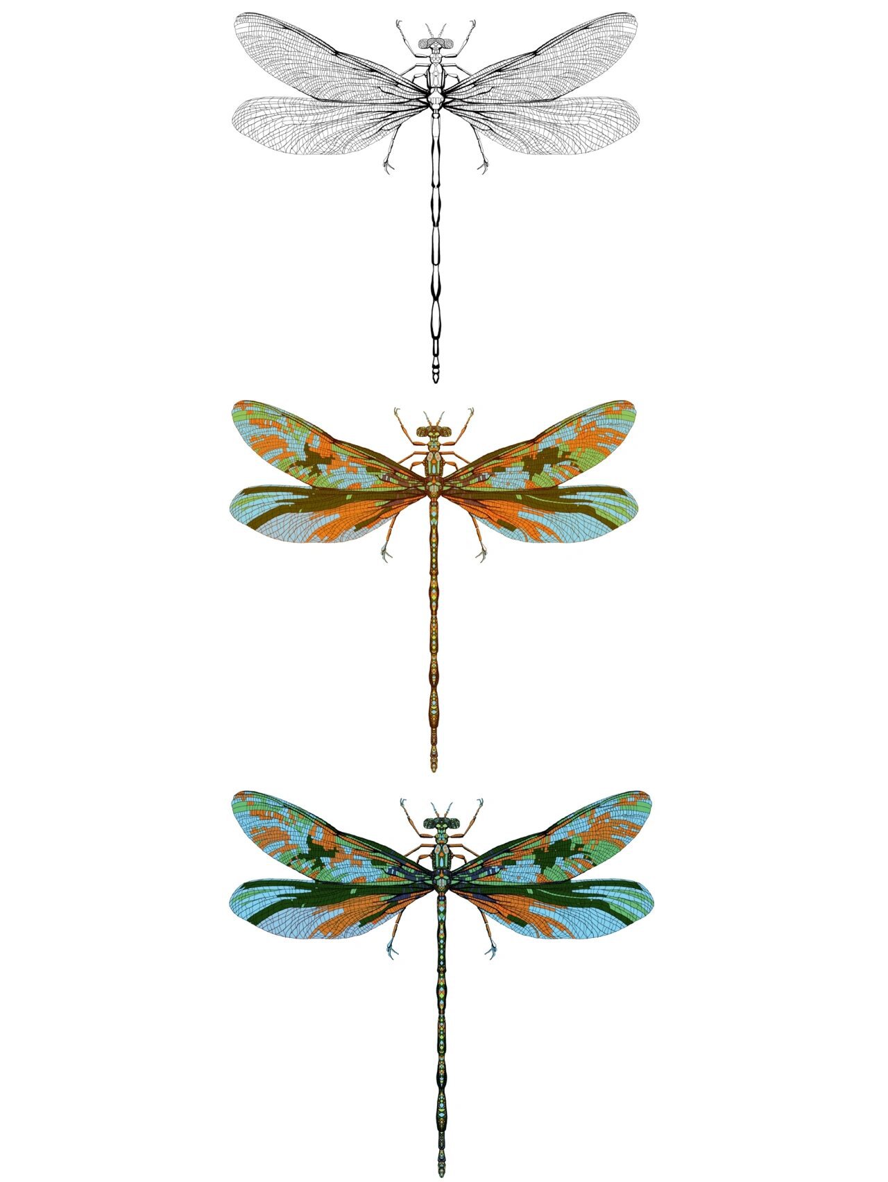 原创插画61蜻蜓