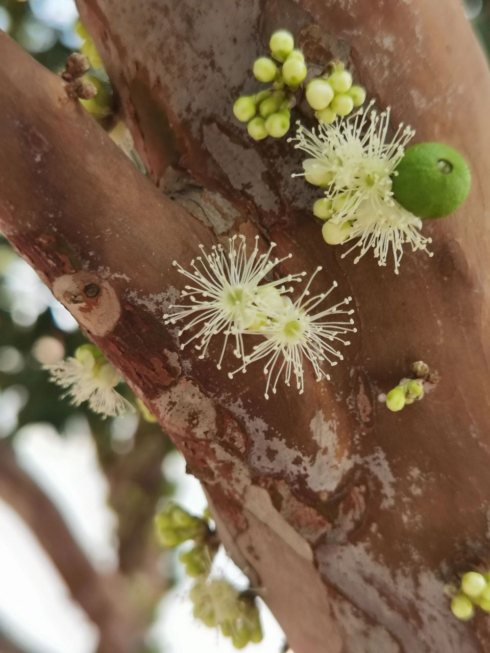kausel 别名:珍宝果,树葡萄,小硕果 神奇植物嘉宝果,果与花都在树干