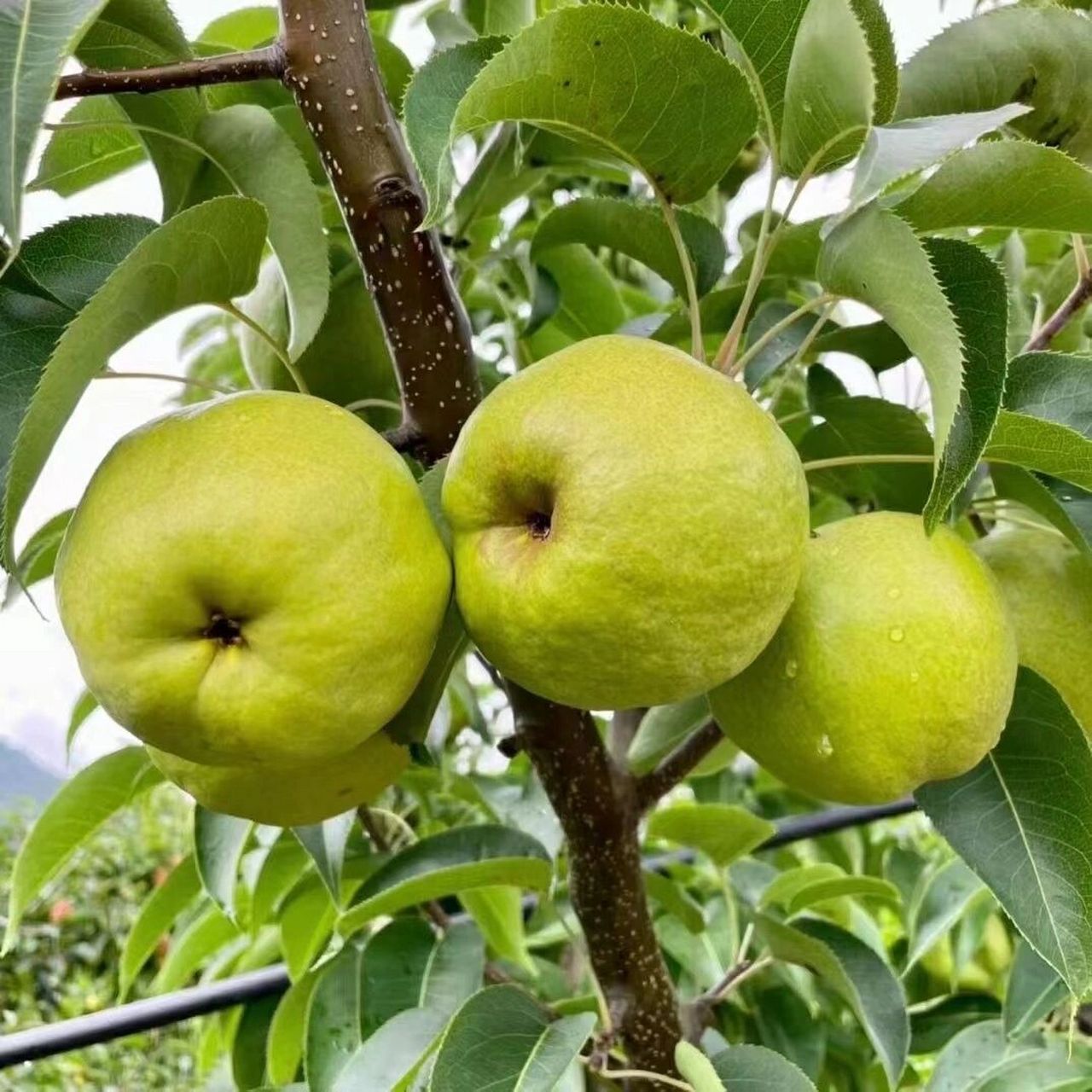 蜜蜜梨🍐😋 高山古树,甜润爽口,脆嫩多汁,果香沁人,营养健康,真