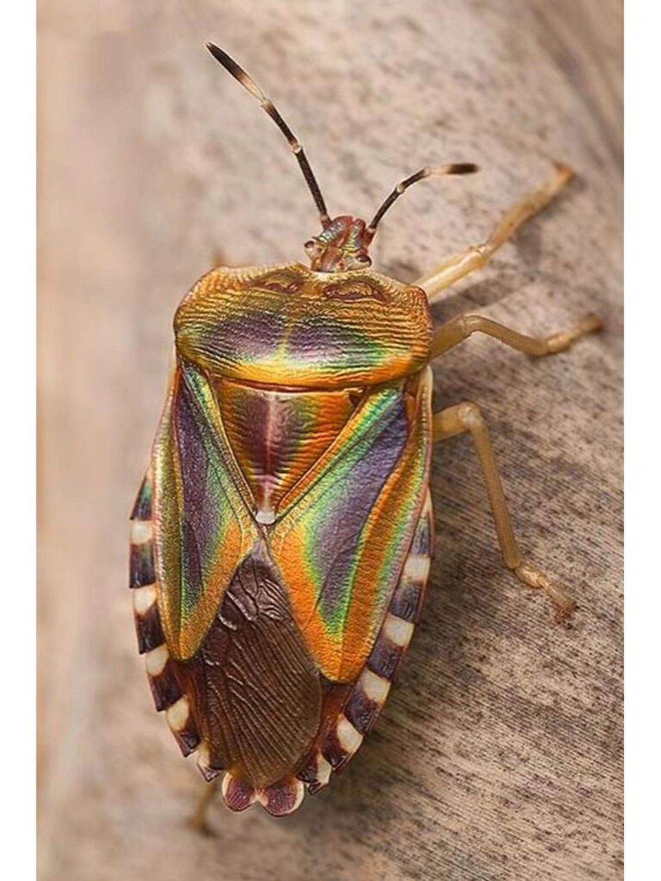 臭到极限的昆虫 这种虫子农村到了中秋前后,稻田里,院子里,甚至屋里的