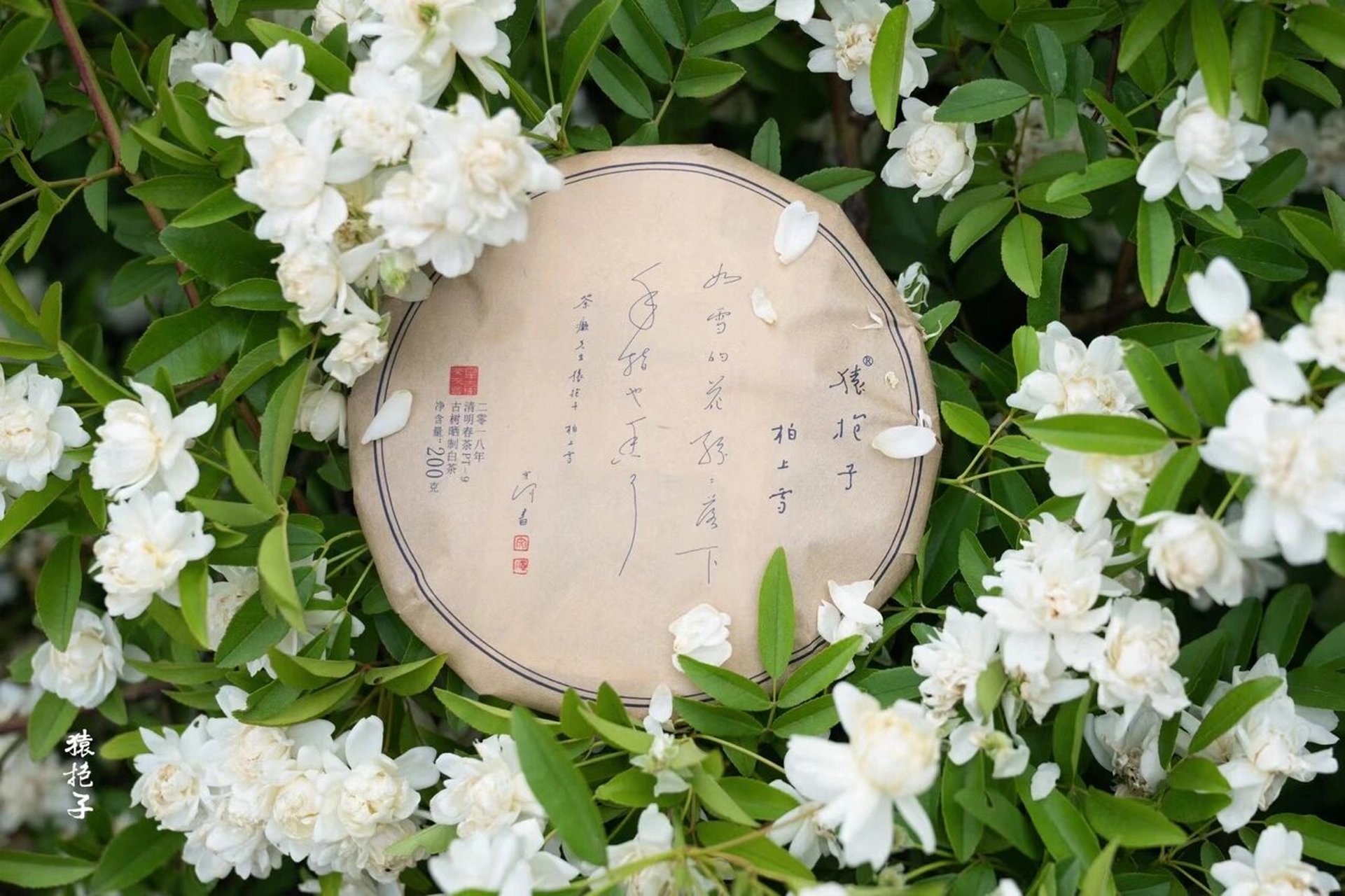 猿抱子03古树白茶 自然晒干的古树白茶 微风走水带来荼蘼花香和淡淡