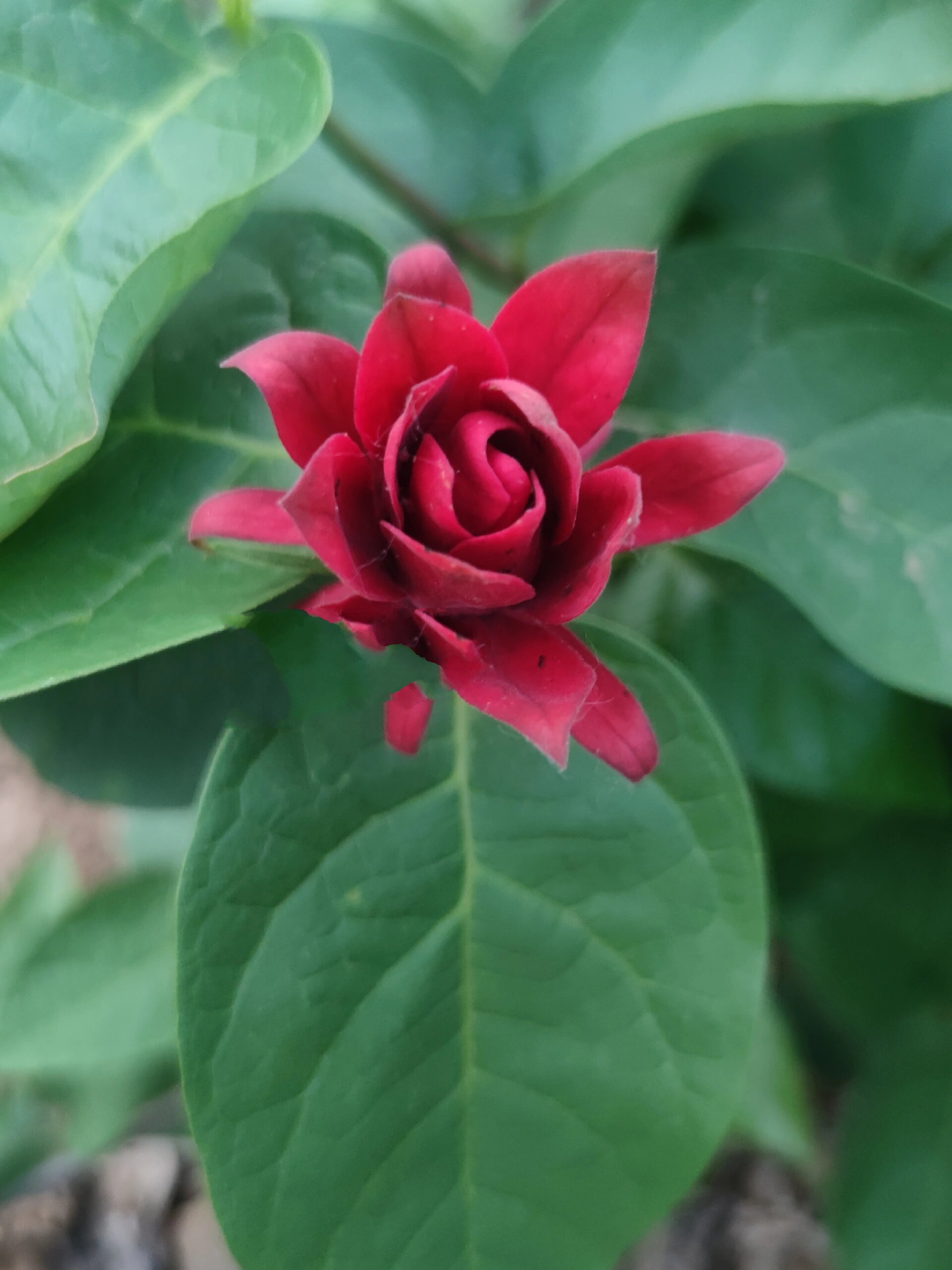 美国夏腊梅,霸占整个夏天