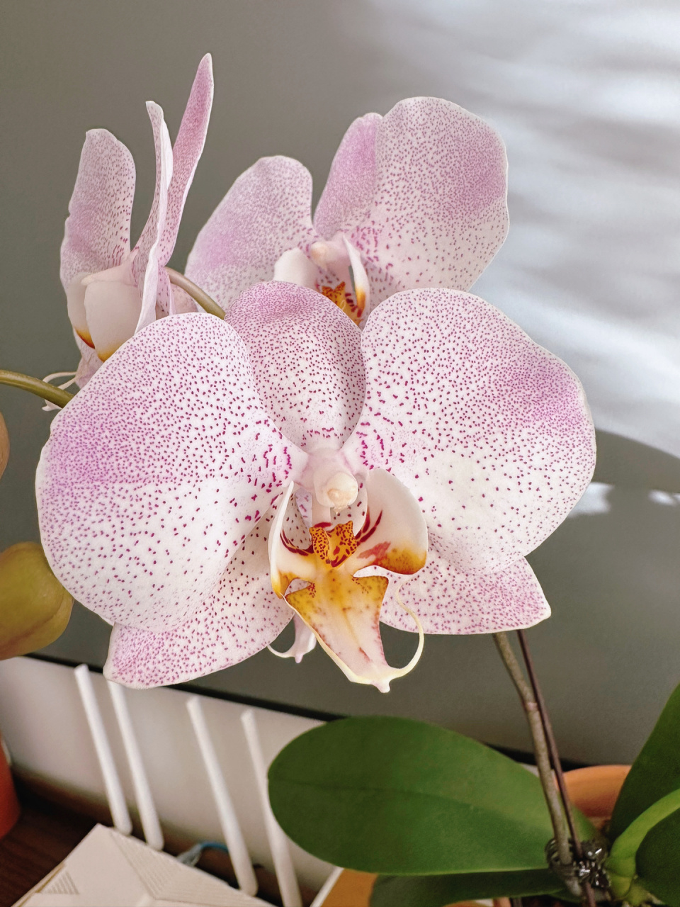 安祖奥尔堡蝴蝶兰 蝴蝶兰里带斑点的最清新脱俗的一个品种