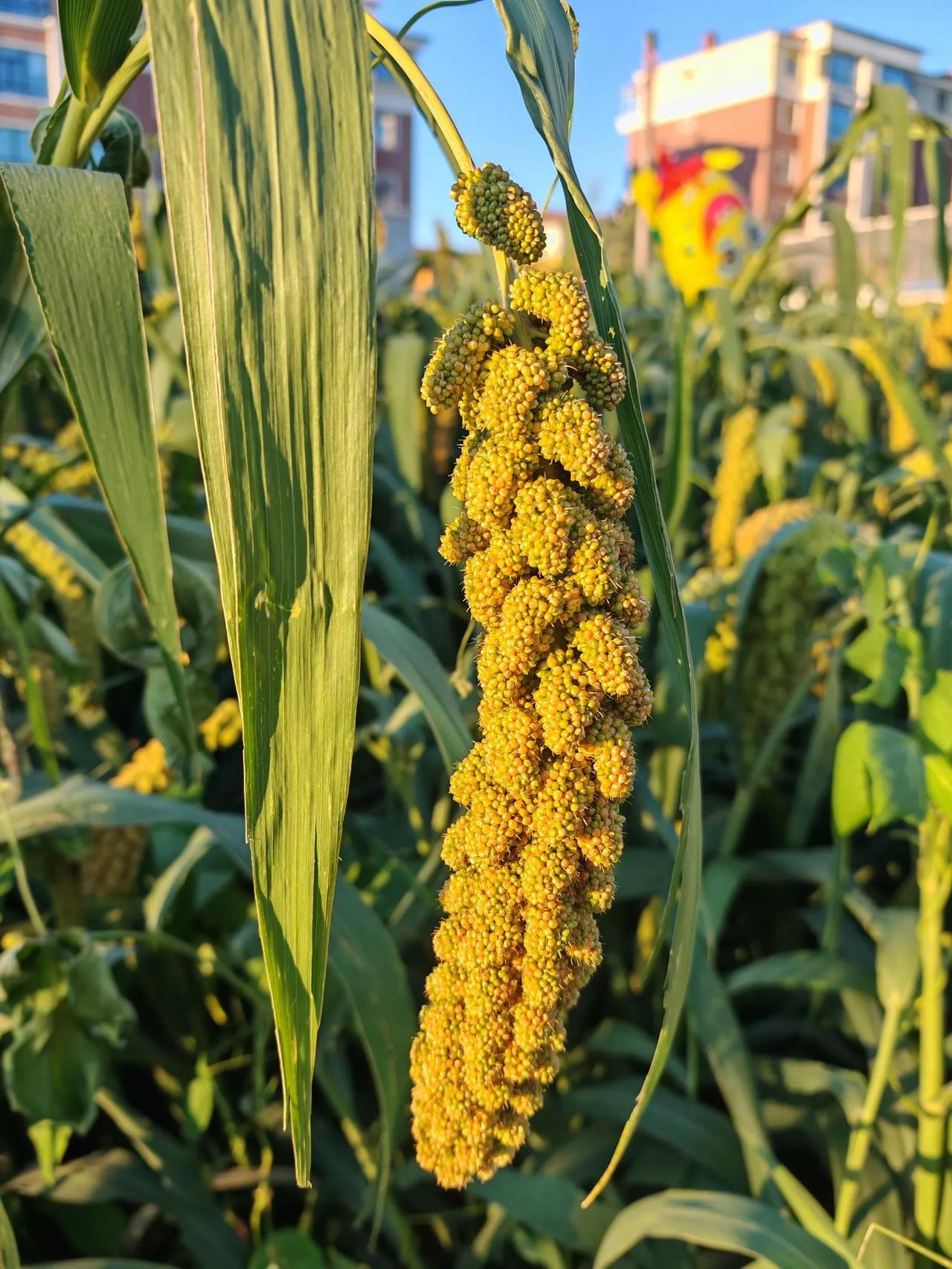 观赏谷子花期图片